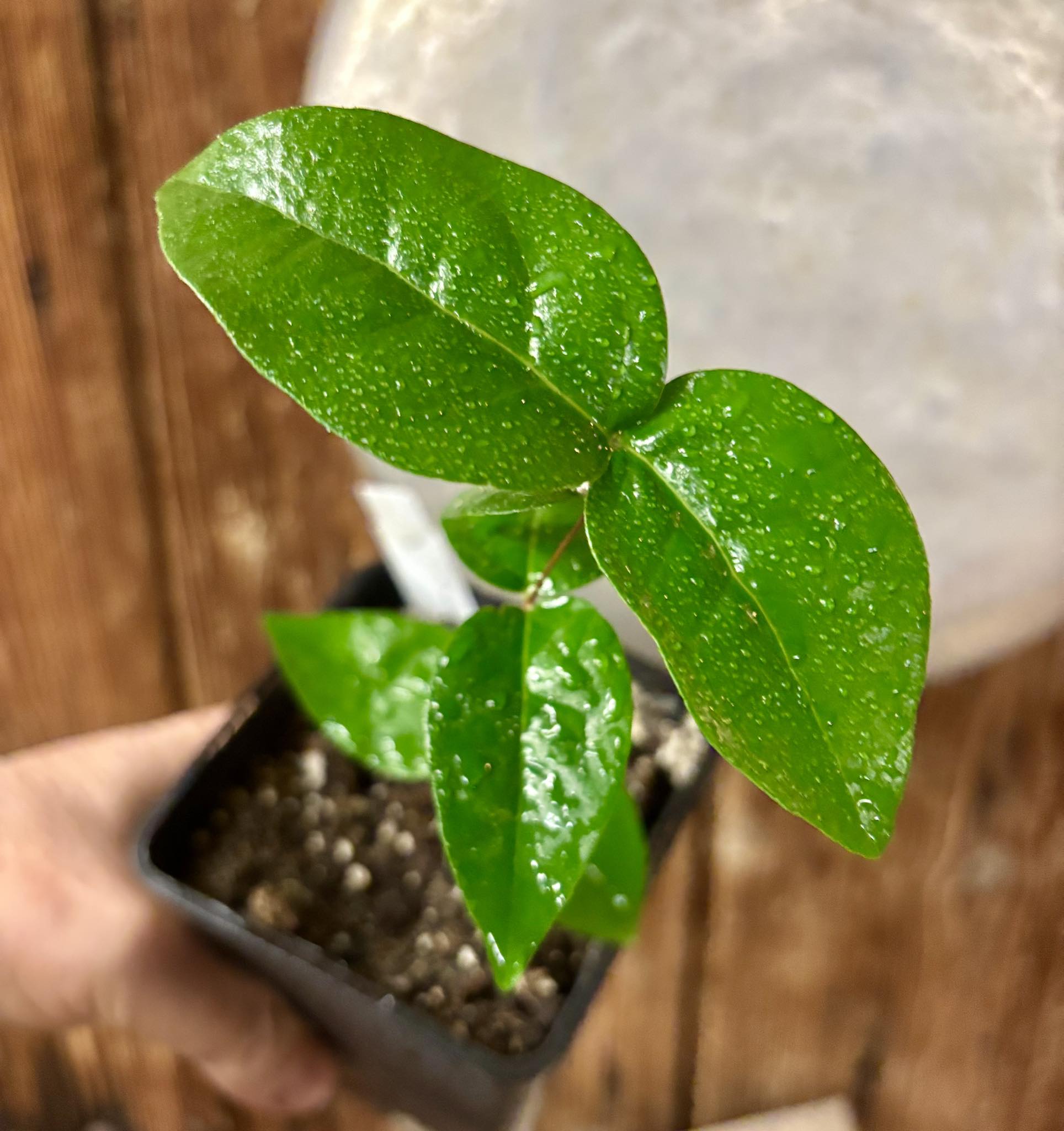 Eugenia uniflora var. red  - cultivated variety / 1 potted plant / 1 getopfte Pflanze