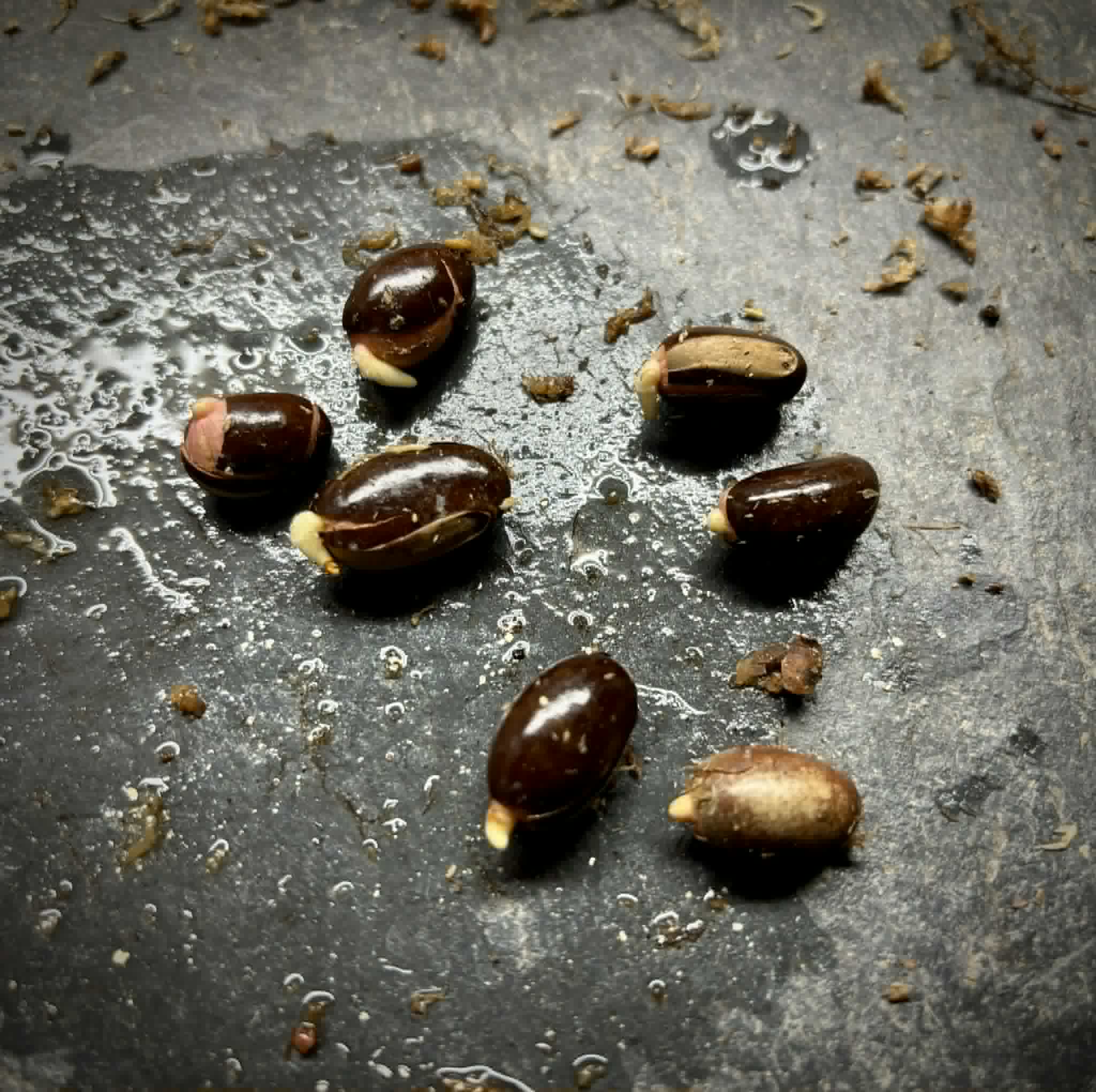 Ecclinusa ramiflora -  1 germinated seed / 1 gekeimter Samen