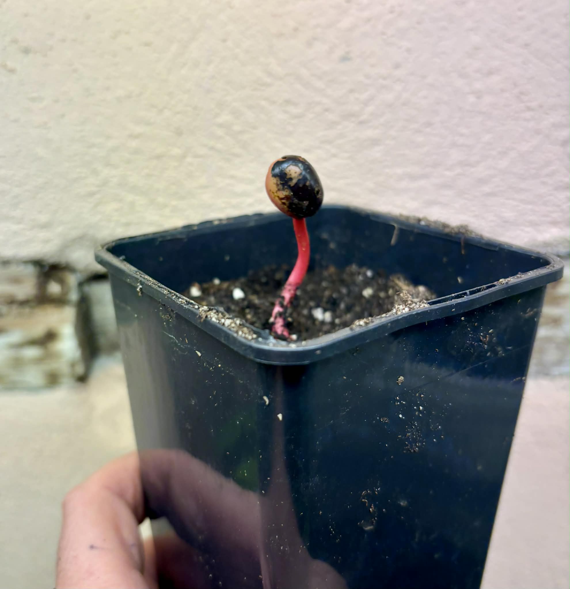 Mararing (Xanthophyllum amoenum) - 1 potted seedling / 1 getopfter Sämling
