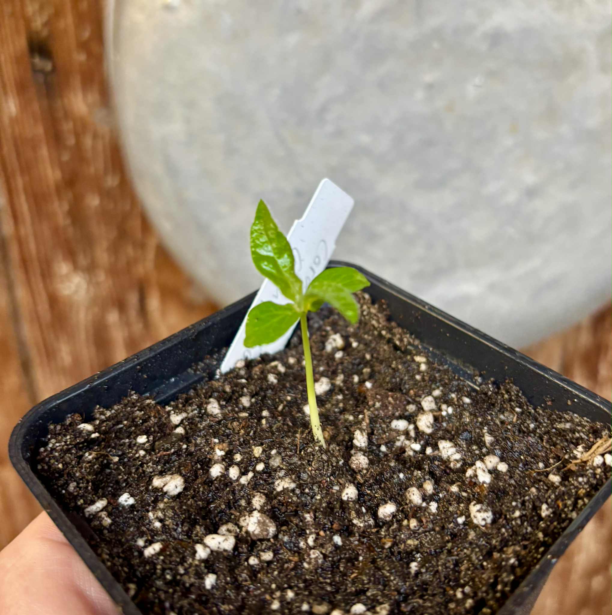 Cordiera sp Jenipapo - 1 potted seedling / 1 getopfter Sämling