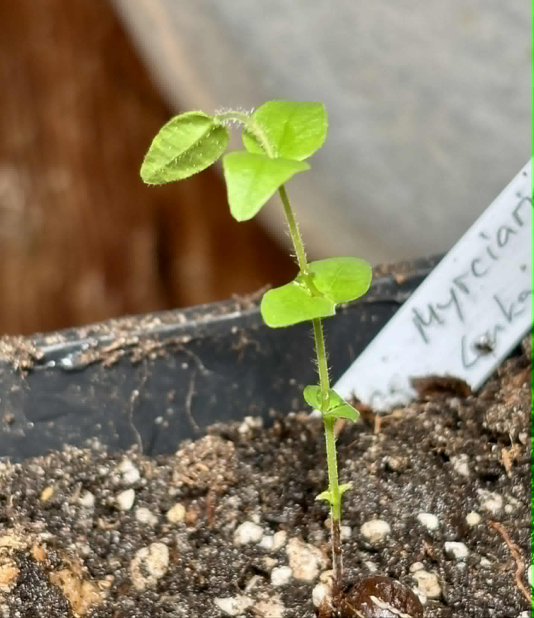 only 1 available - Myrciaria sp Serra de Jiboia -  1 potted seedling / 1 getopfter Sämling