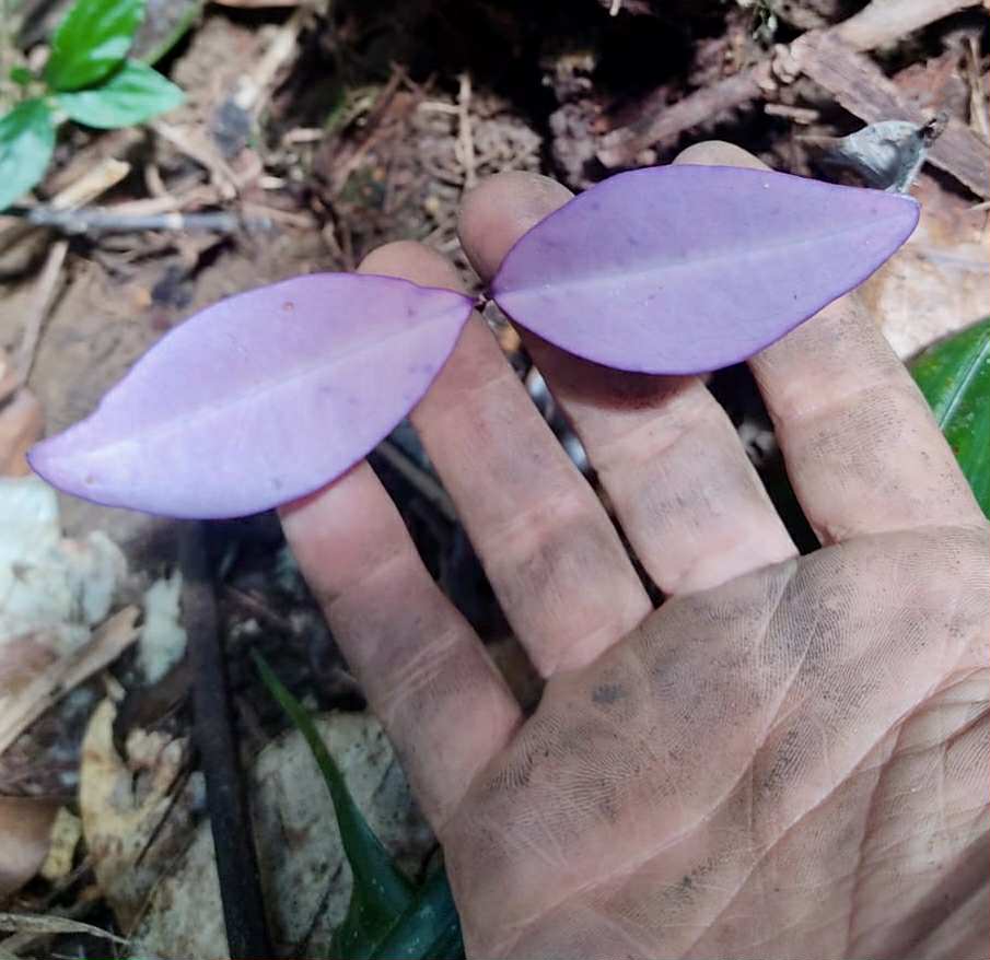 Eugenia sp Essencia negra - 1 germinated seed / 1 gekeimter Samen Eugenia sp Essencia negra - 1 germinated seed / 1 gekeimter Samen