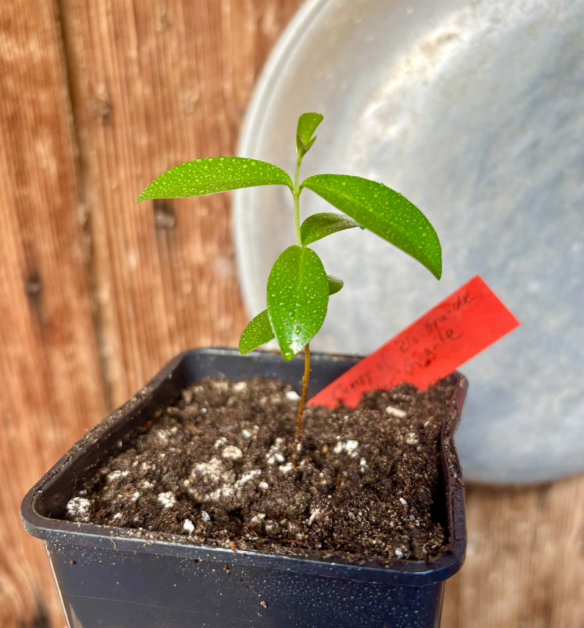 Cherry of Rio Grande var. Gigante (Eugenia involucrata) - 1 potted seedling / 1 getopfter Sämling