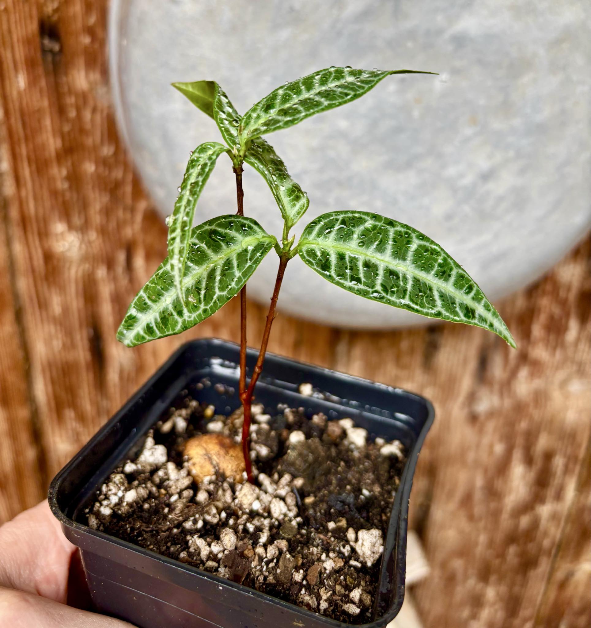 Eugenia sp Labisia Nr. D -  1 potted plant / 1 getopfte Pflanze