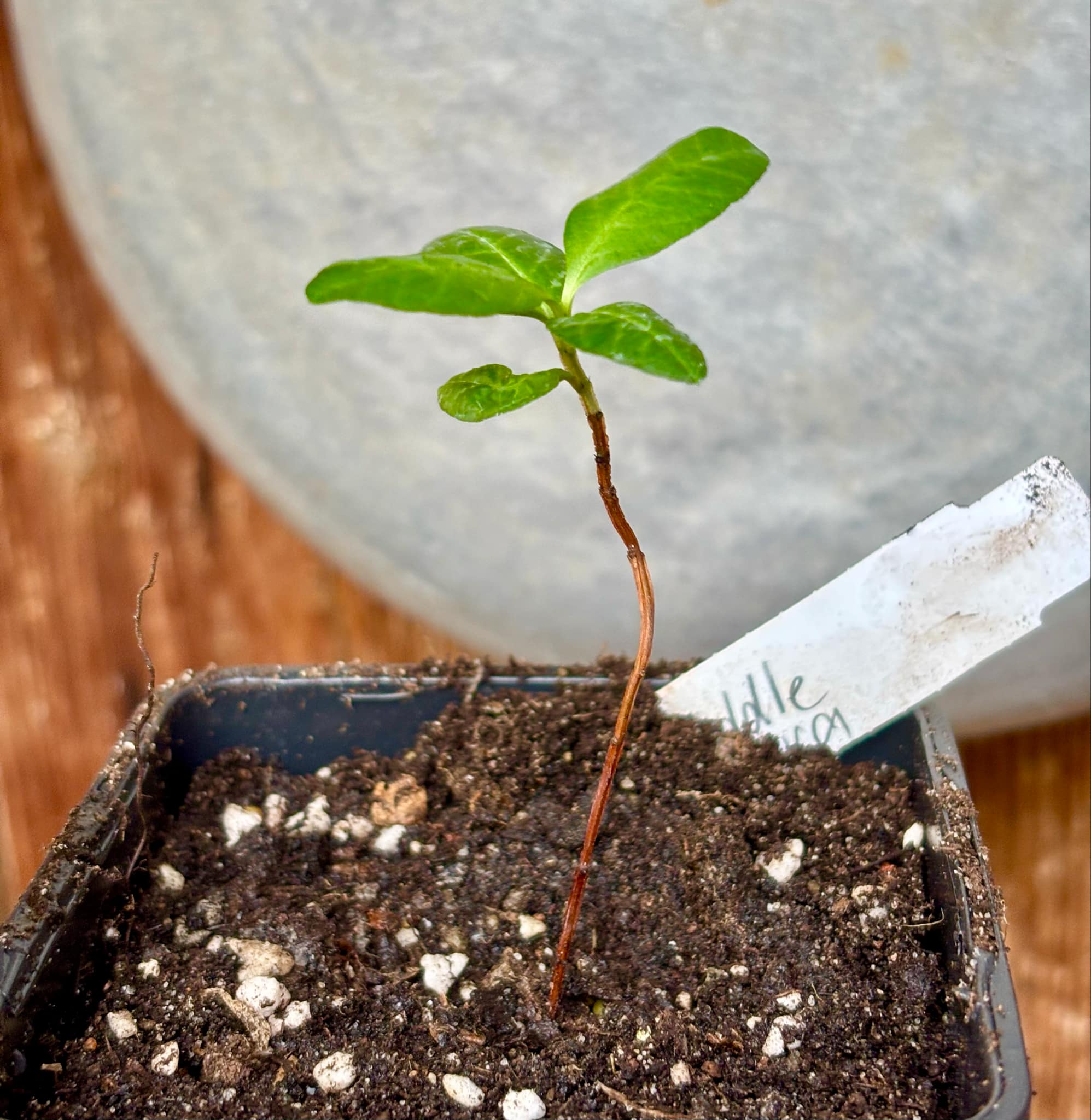 Psidium guajava - Pear middle  - 1 small potted seedling / 1 kleiner, getopfter Sämling
