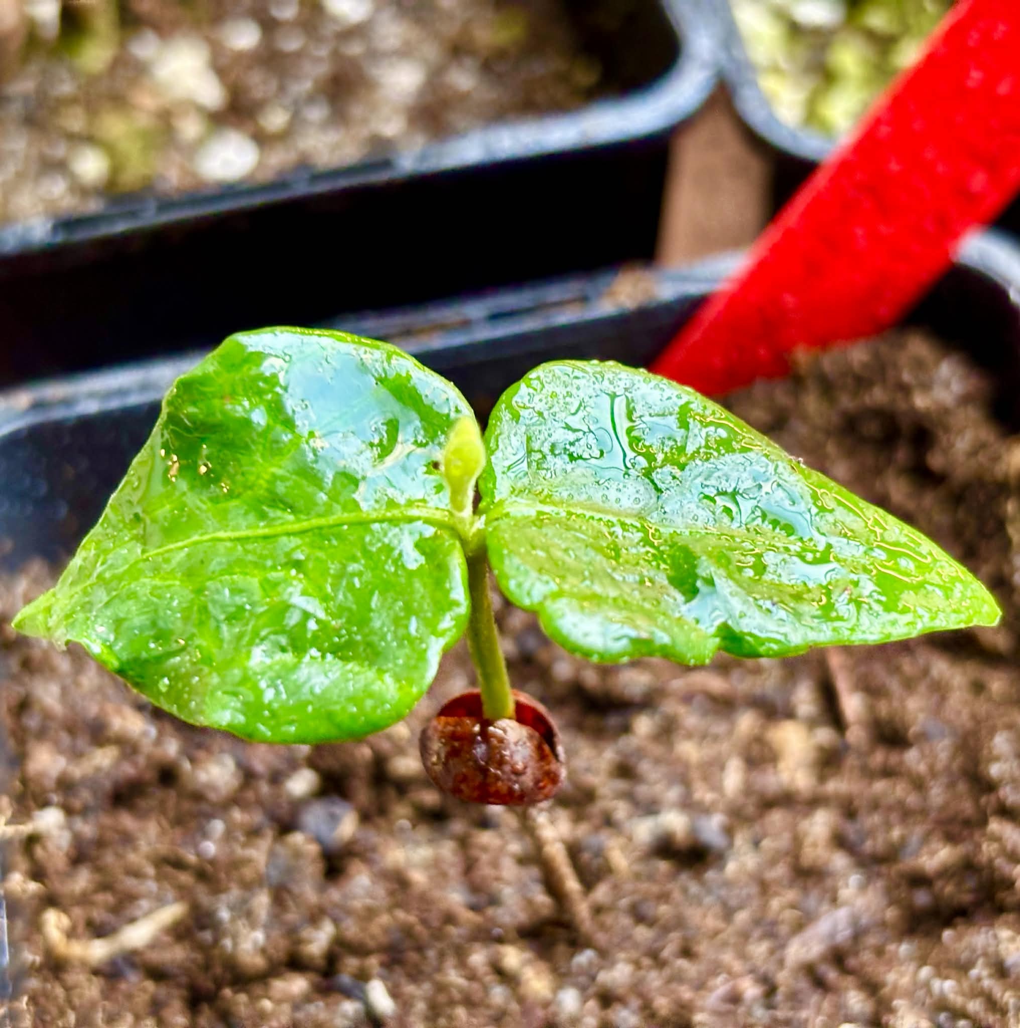 Collection of 5 Myrcia -  5 different potted plants / 5 verschiedene, getopfte Pflanzen