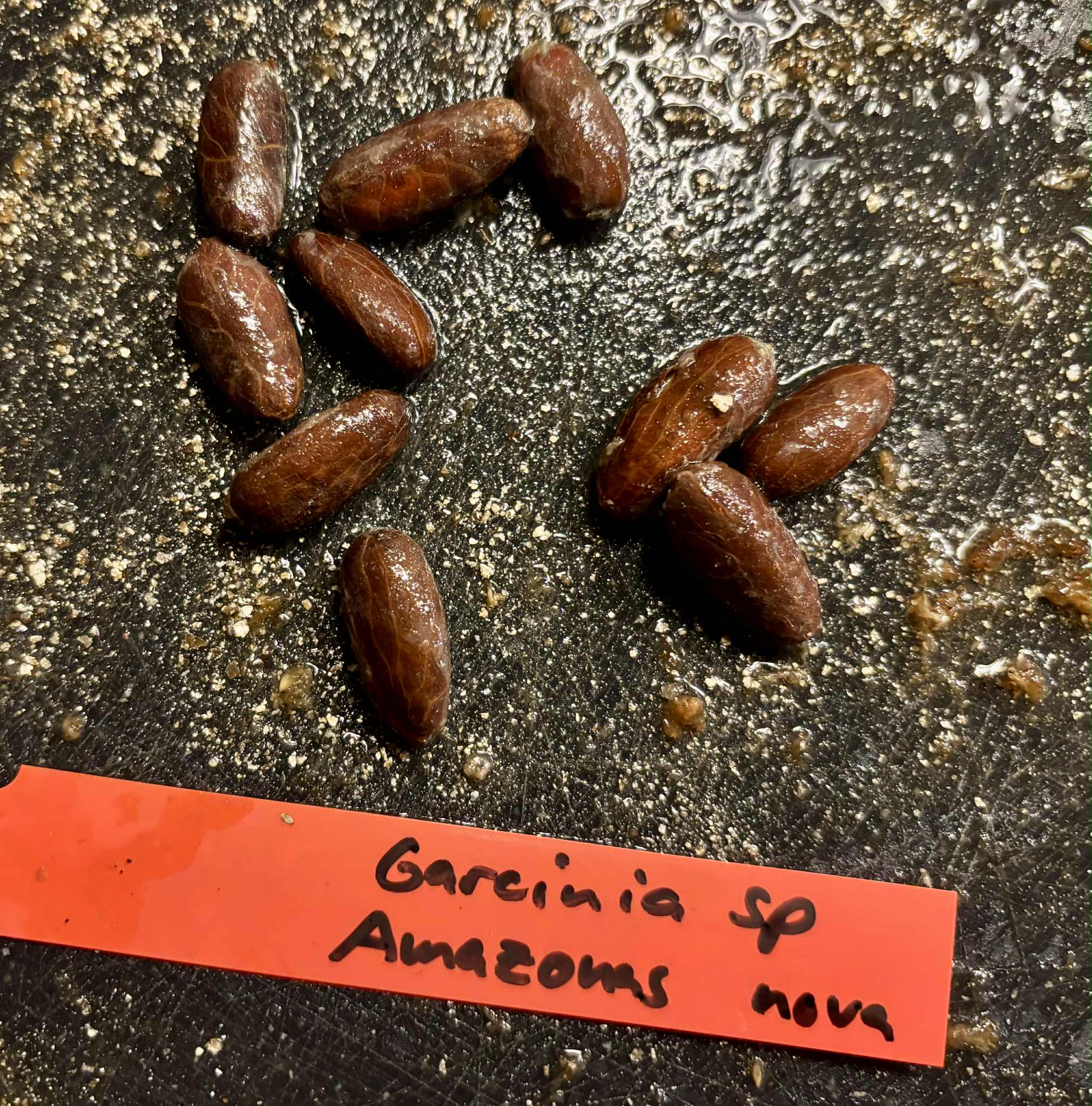 Garcinia sp Amazonas Nova - 1 fresh seed / 1 frischer Samen