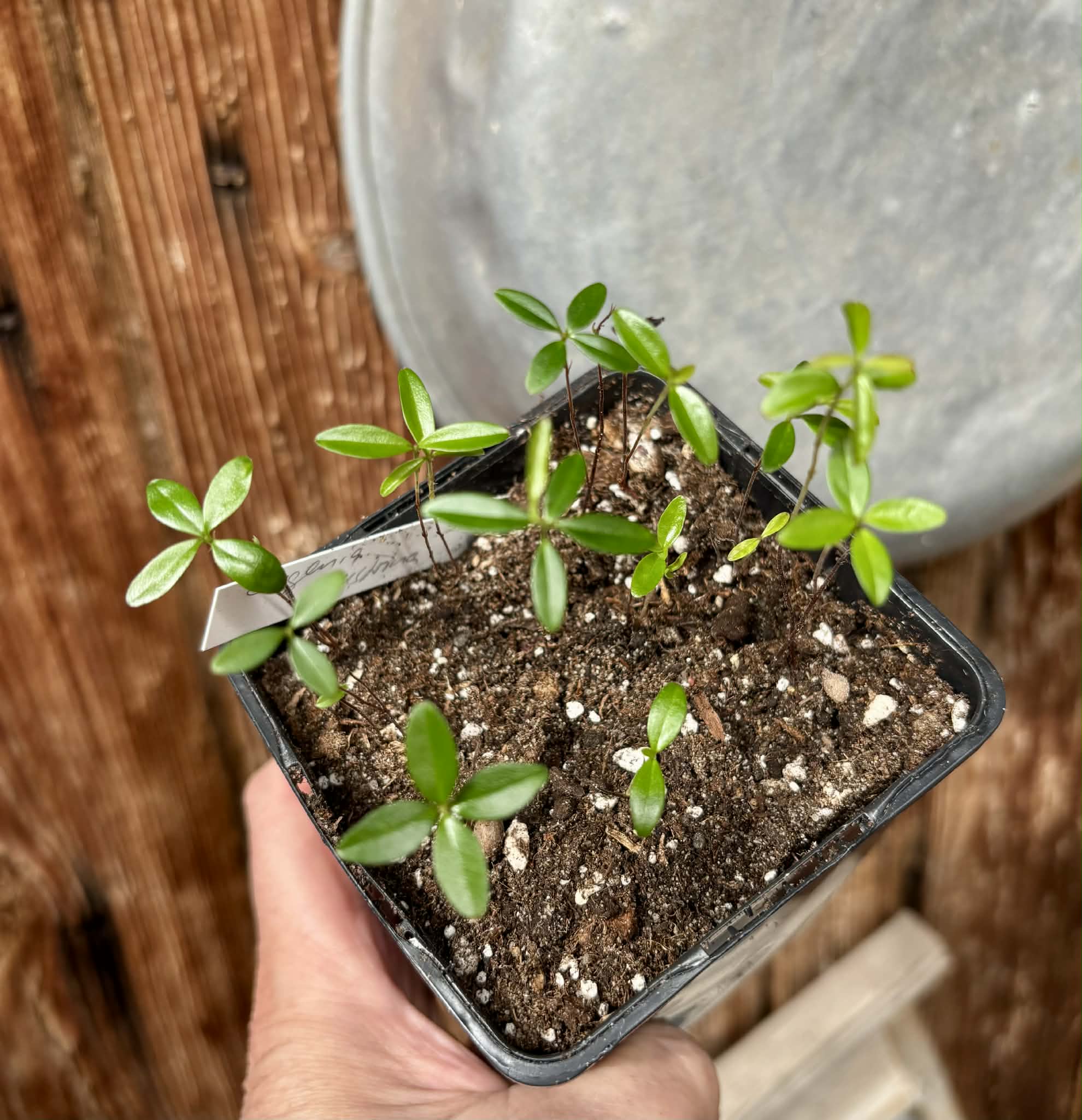 12 in 1 pot - Eugenia ligustrina - 12 seedlings in one pot / 12 Sämlinge in einem Topf