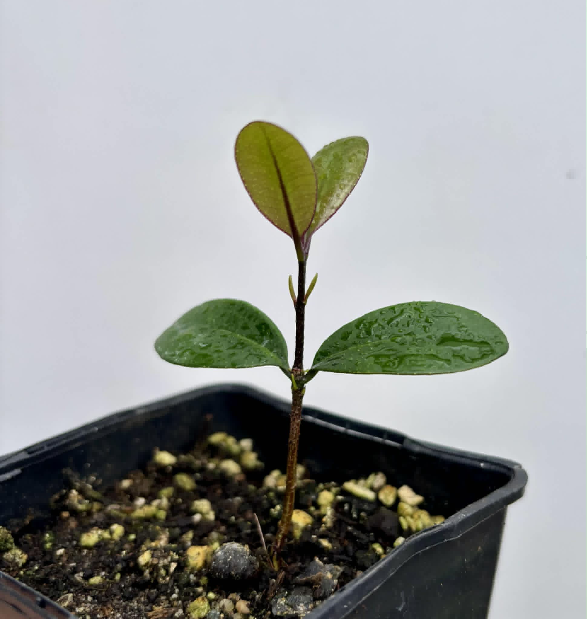 Eugenia sp Pindoca - 1 potted seedling / 1 getopfter Sämling