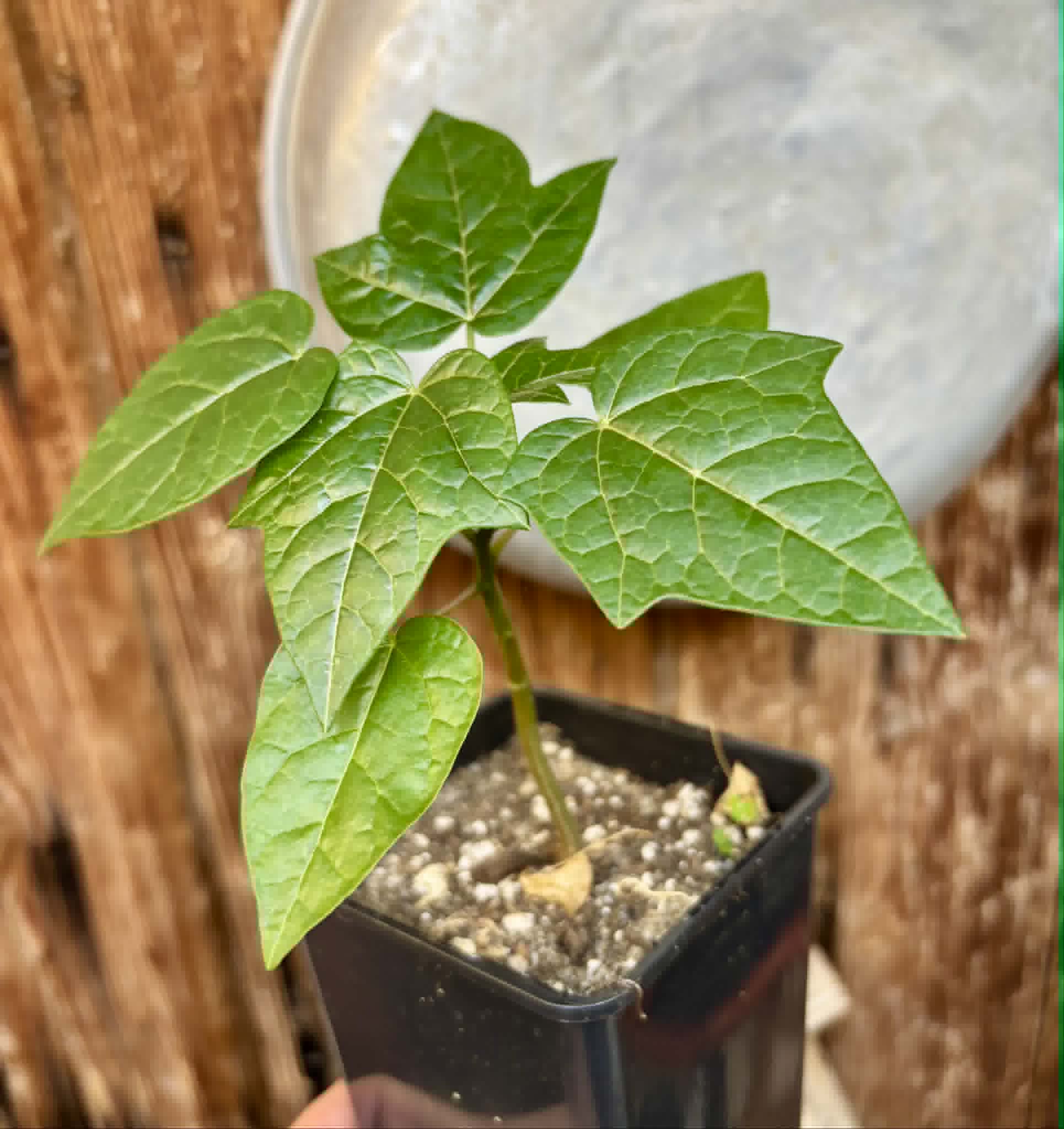 Vasconcellea pubescens - 1 potted seedling / 1 getopfter Sämling