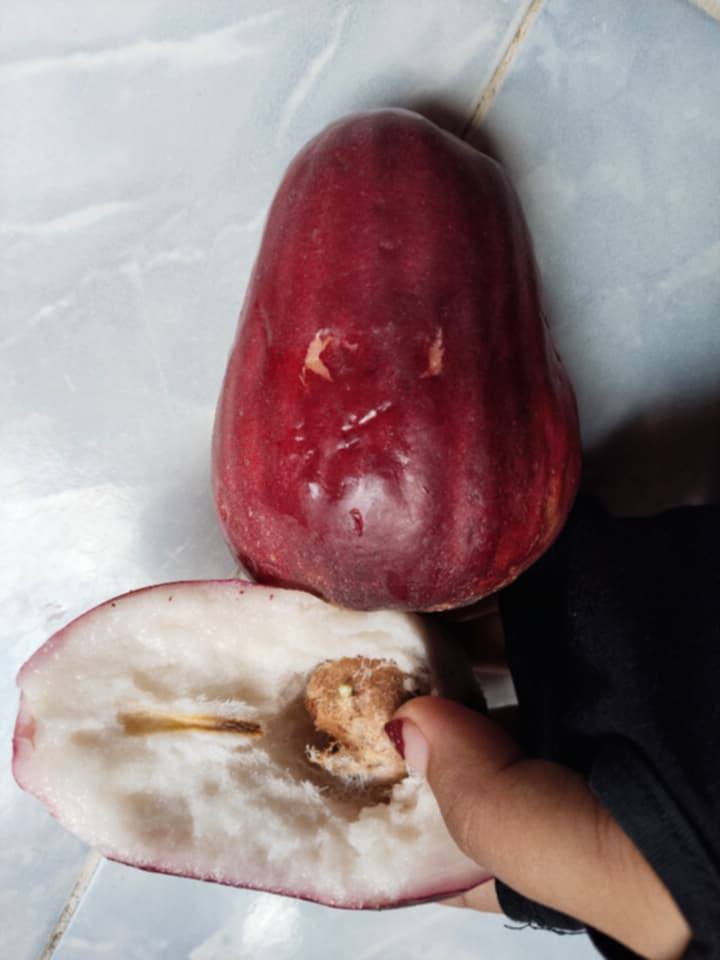 Jambu Bol Jamaika (Syzygium malaccense) - 1 germinated seed / 1 gekeimter Samen