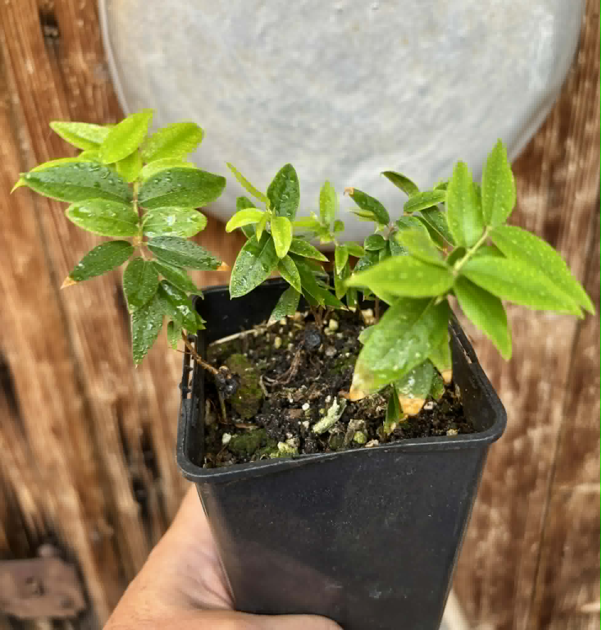 4 in 1 pot - Jaboticaba - Plinia sp Pingo de Mel (Vilela A3) -  4 potted seedlings / 4  getopfte Sämlinge