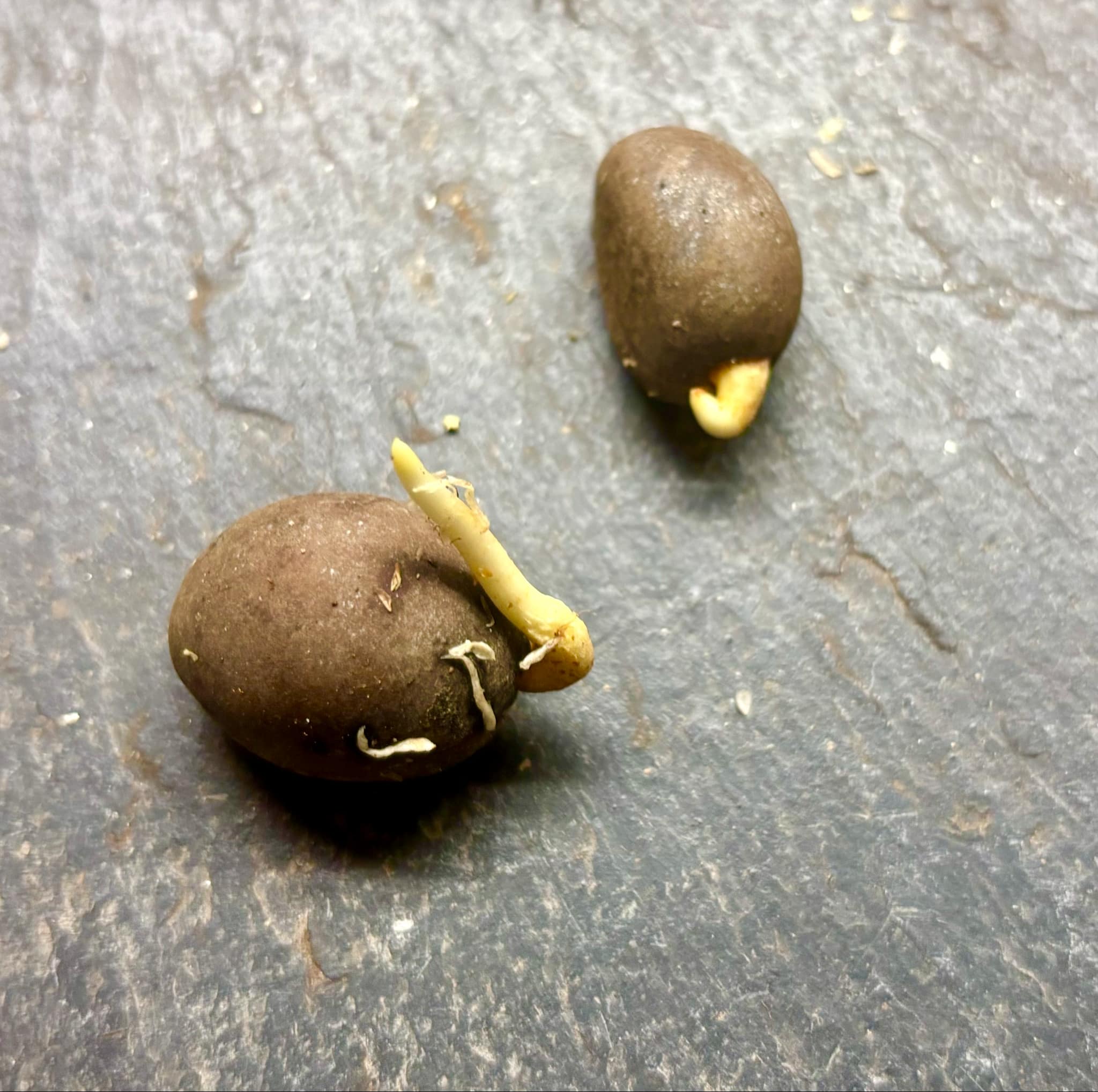 Pouteria durlandii - 1 germinated seed / 1 gekeimter Samen