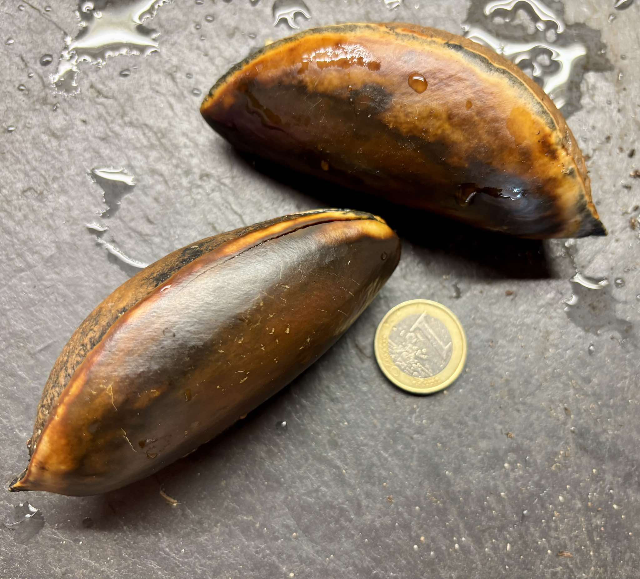Pouteria sapota - Mamey Sapote - 1 fresh seed / 1 frischer Samen Pouteria sapota - Mamey Sapote - 1 fresh seed / 1 frischer Samen