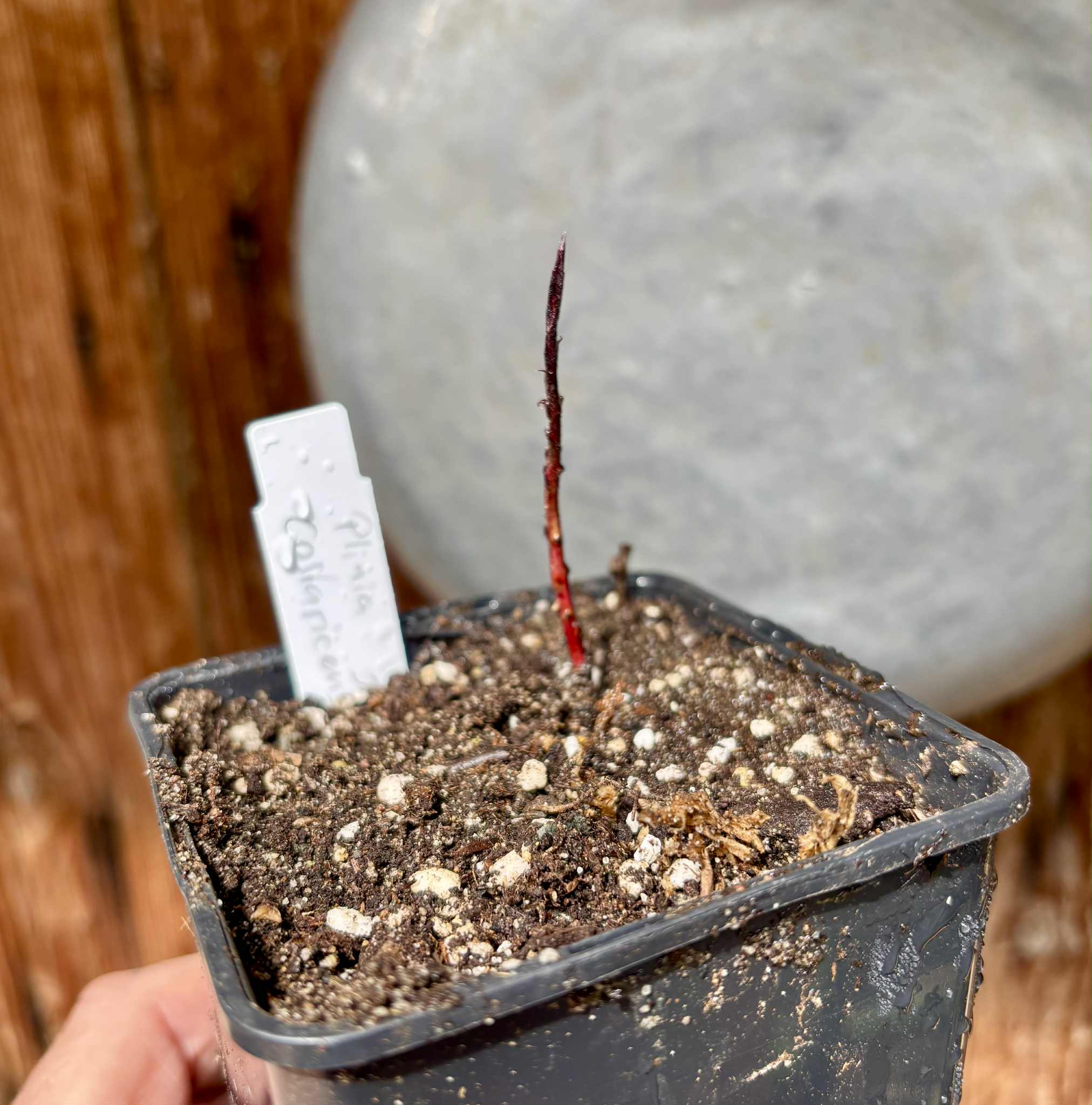 Plinia costaricensis - 1 potted seedling / 1 getopfter Sämling Plinia costaricensis - 1 potted seedling / 1 getopfter Sämling
