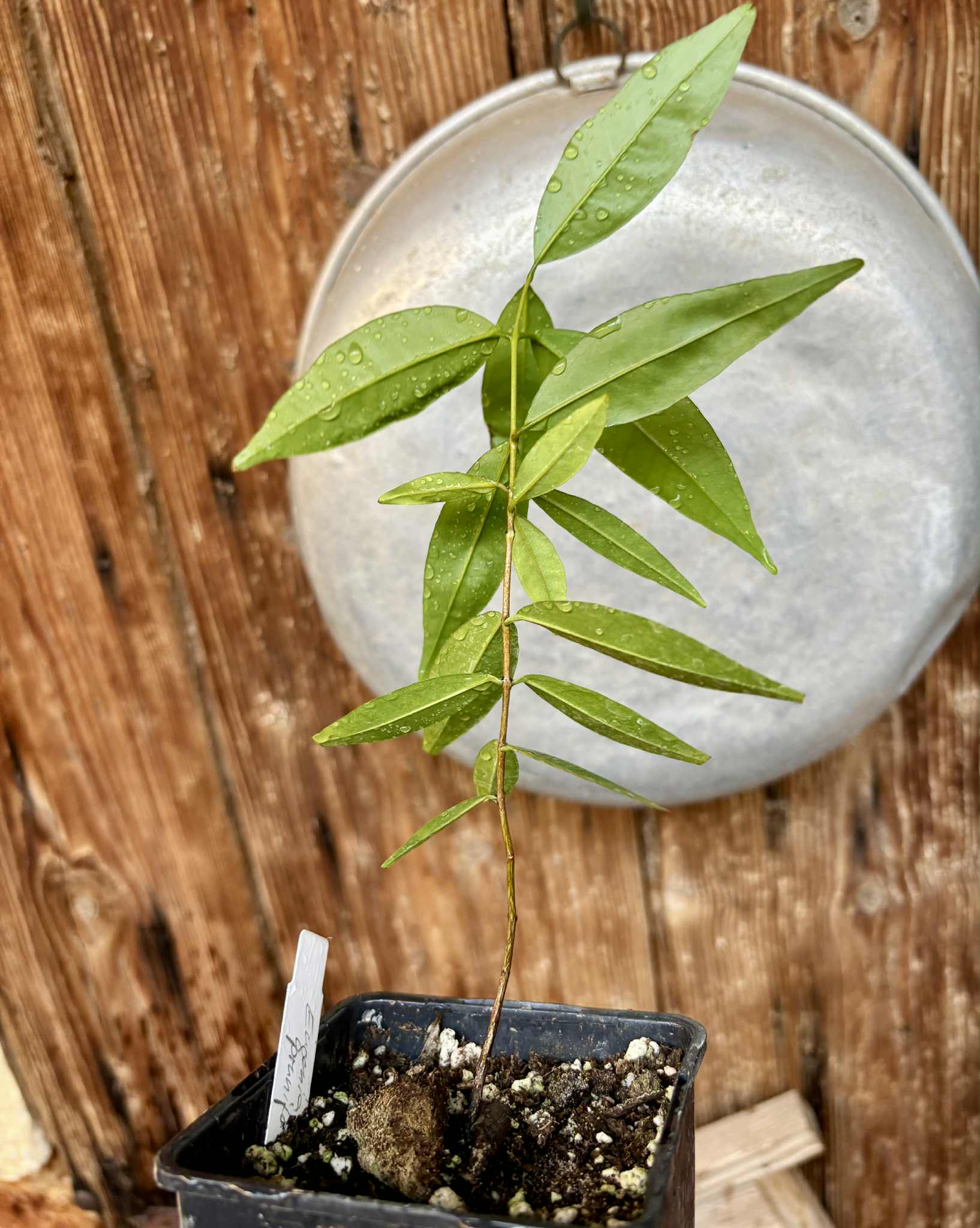 Eugenia pruniformis - Ameixa da Preta - 1 potted plant / 1 getopfte Pflanze