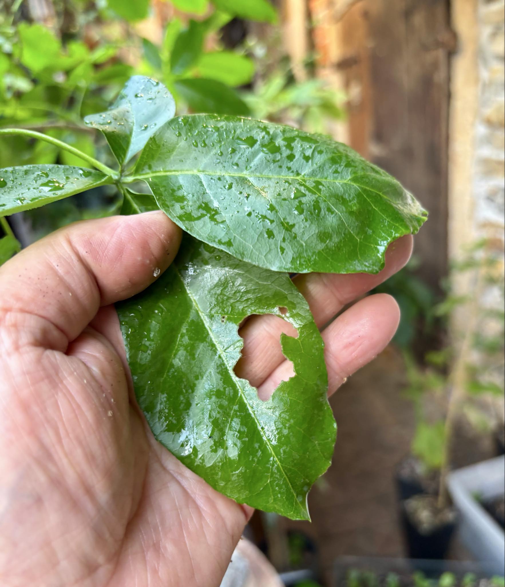 10 years old - White Sapote (Casimiroa edulis) - 1 potted plant / 1 getopfte Pflanze