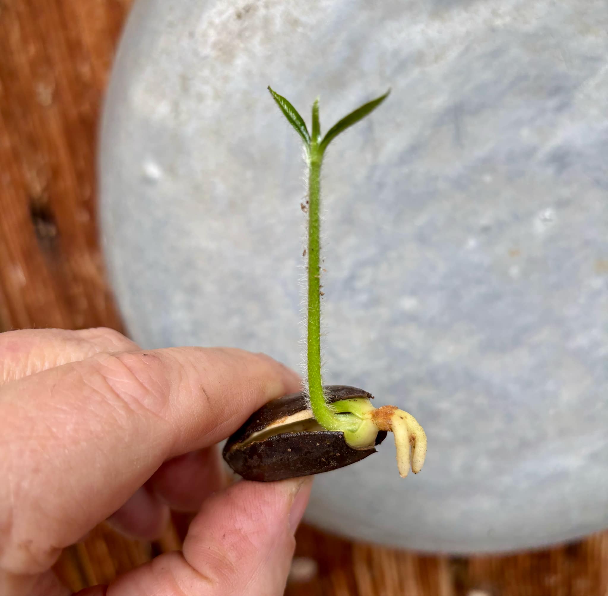 Abiu (Pouteria caimito) - 1 germinated seed / 1 gekeimter Samen