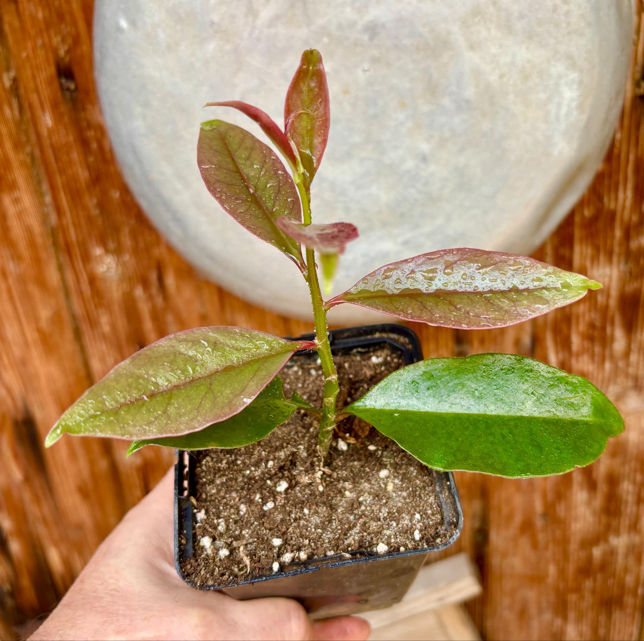 Rooted cutting - Pereskia bleo - Leuenbergeria bleo - 1 potted plant / 1 getopfte Pflanze