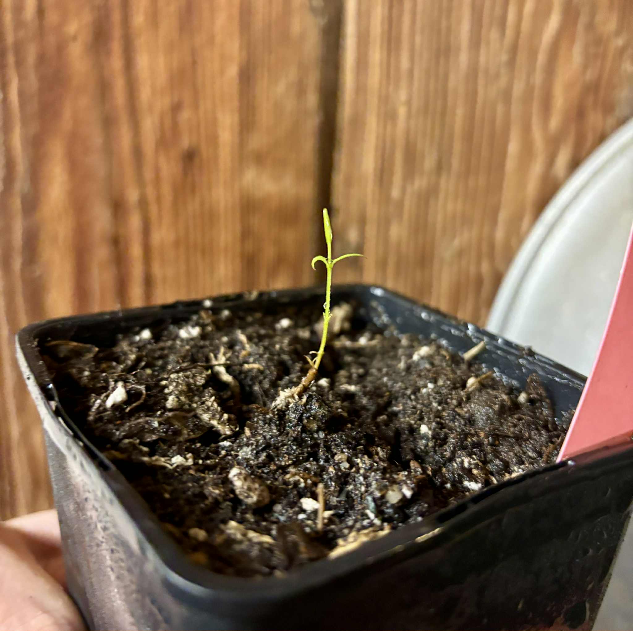 Neomitranthes sp Hortelo Tijuípe - 1 potted seedling / 1 getopfter Sämling