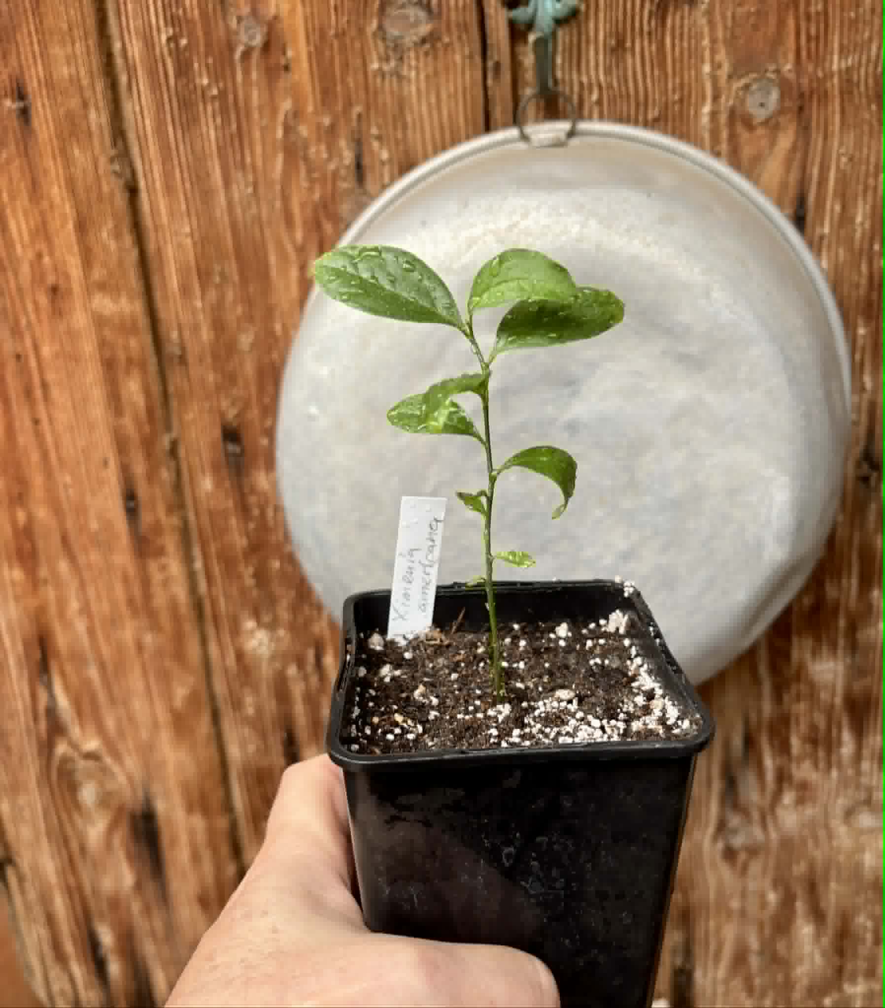 Ximenia americana - Ameixa da Caatinga - 1 potted seedling / 1 getopfter Sämling