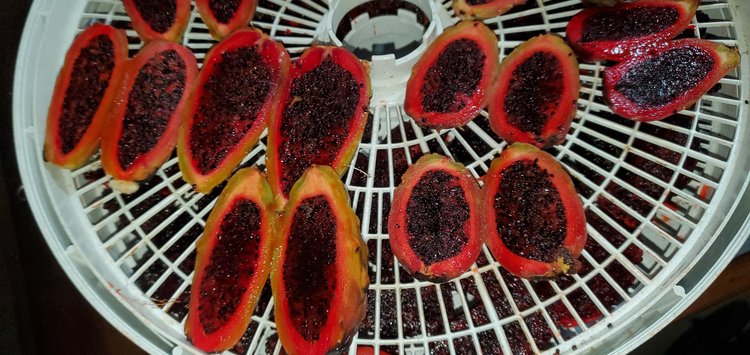 Saguaro (Carnegiea gigantea) - 10 fresh seeds / 10 frische Samen