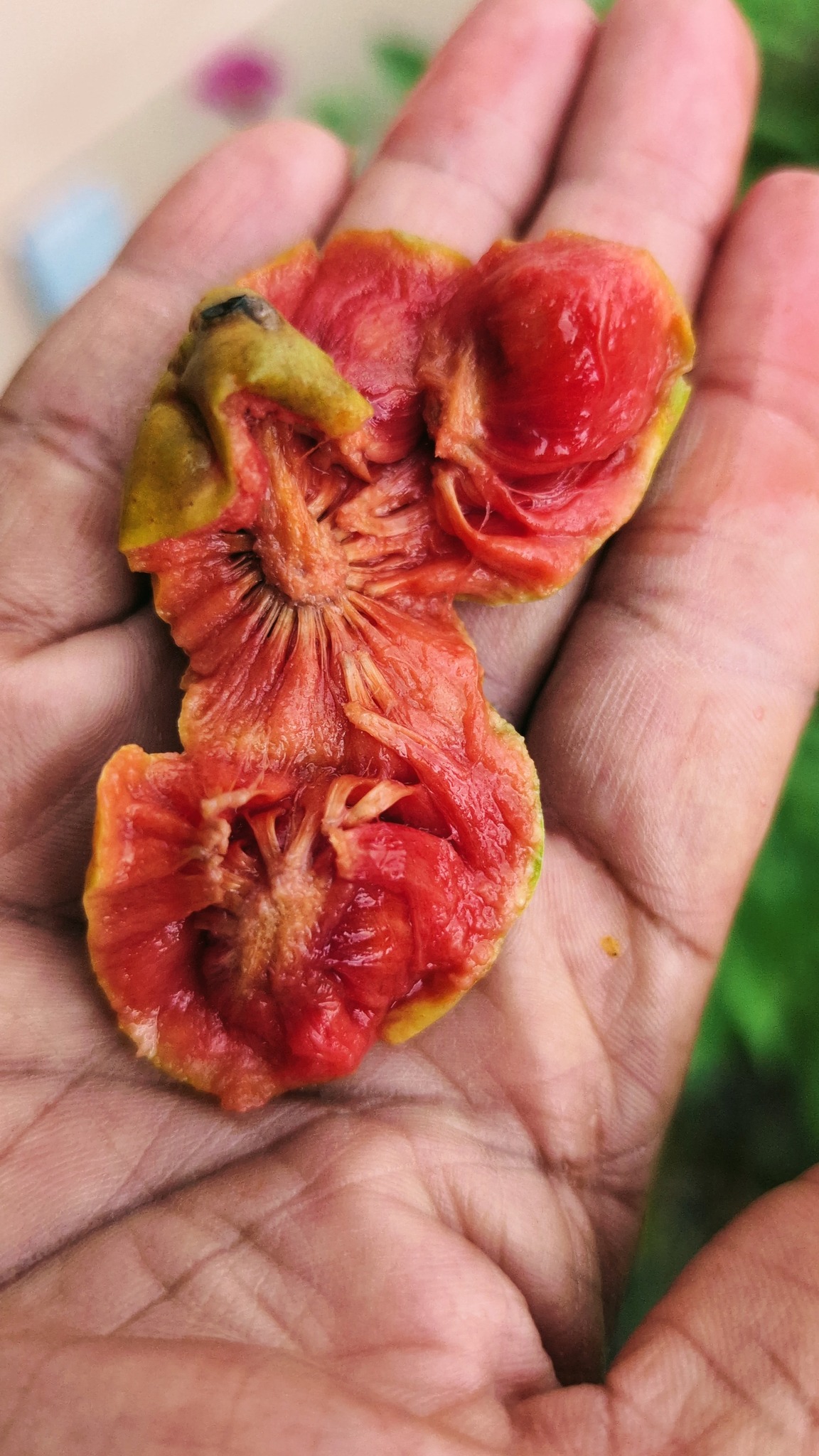 Kwai Muk (Artocarpus hypargyraeus)  -  1 fresh seed / 1 frischer Samen