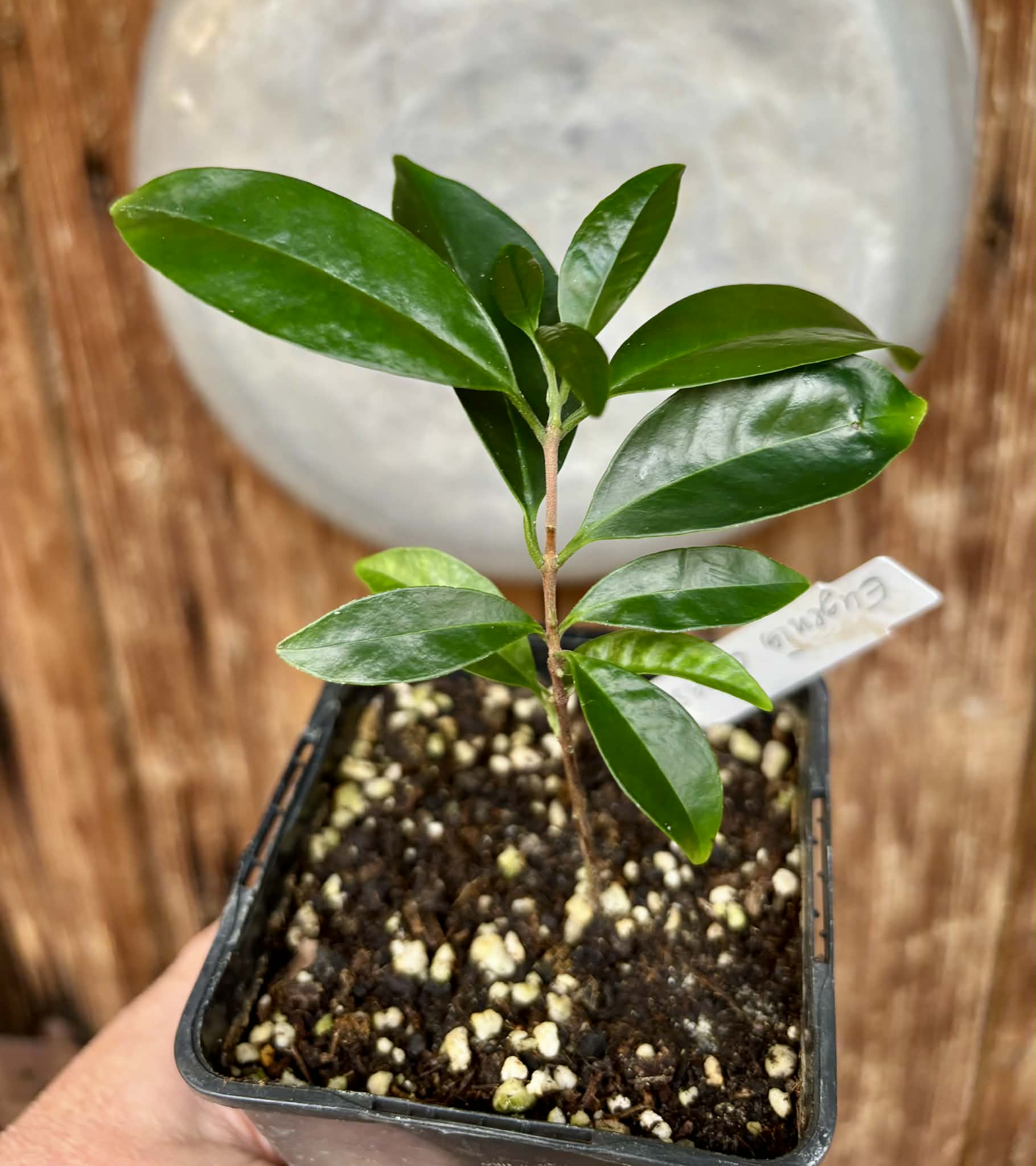 Eugenia cerasiflora - 1 potted plant - 1 getopfte Pflanze