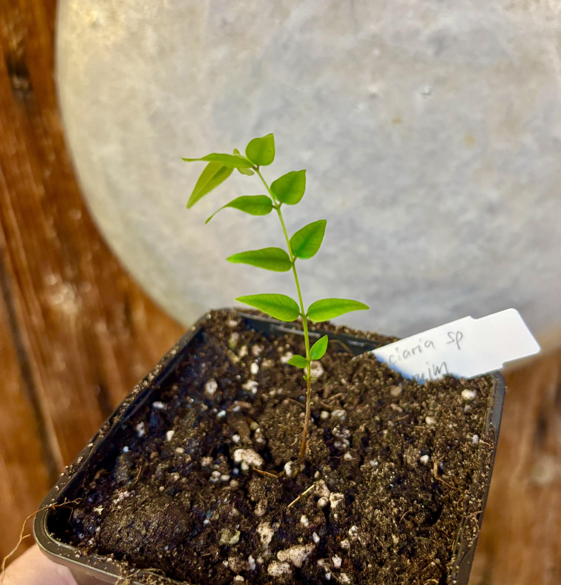Myrciaria sp Maruim - 1 small potted seedling / 1 kleiner, getopfter Sämling