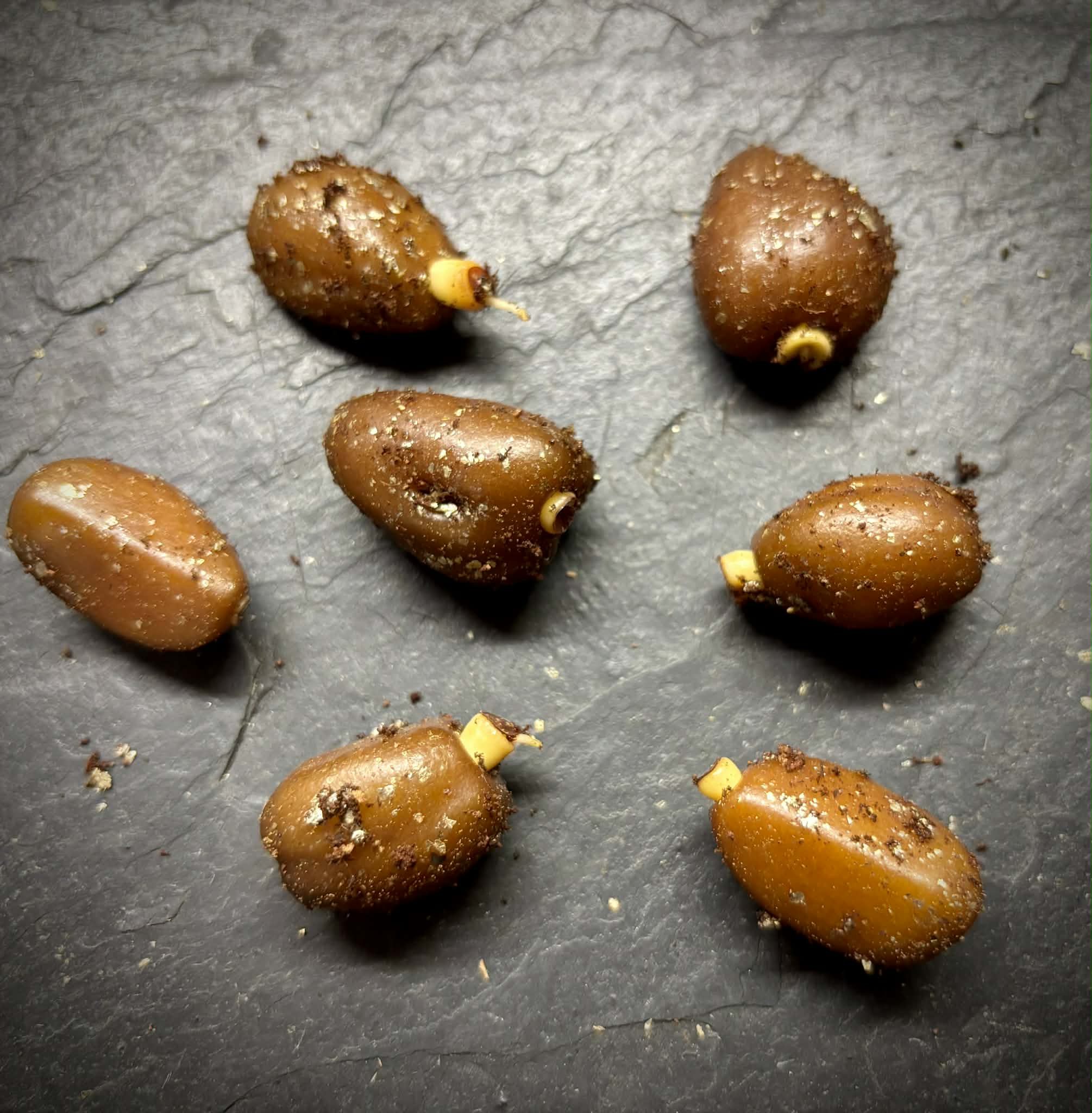 Ridan Salak (Salacca affinis) -  1 germinated seed / 1 gekeimter Samen