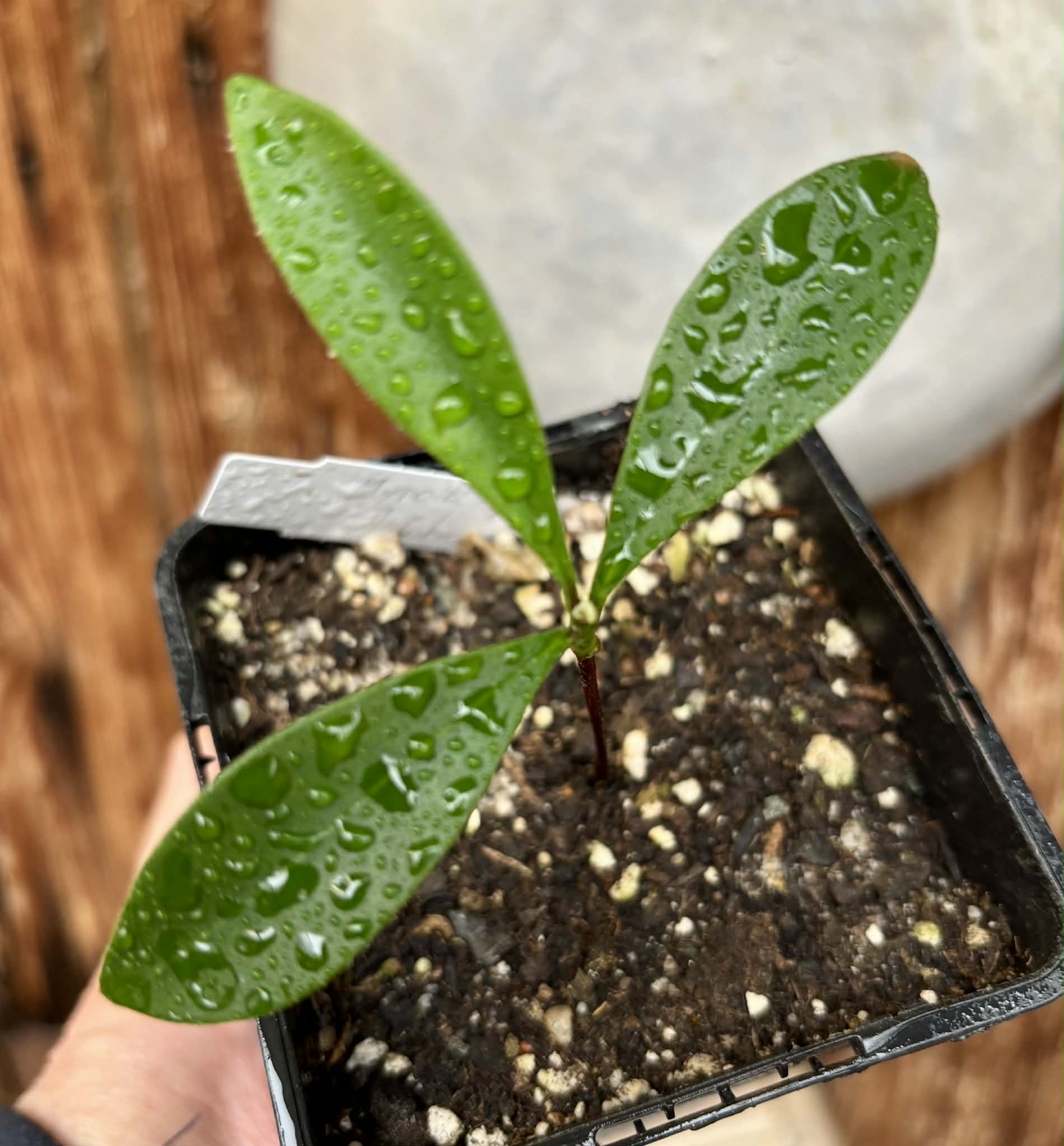 Myrcia sp Jaboticaba Bahia -  1 potted seedling / 1 getopfter Sämling