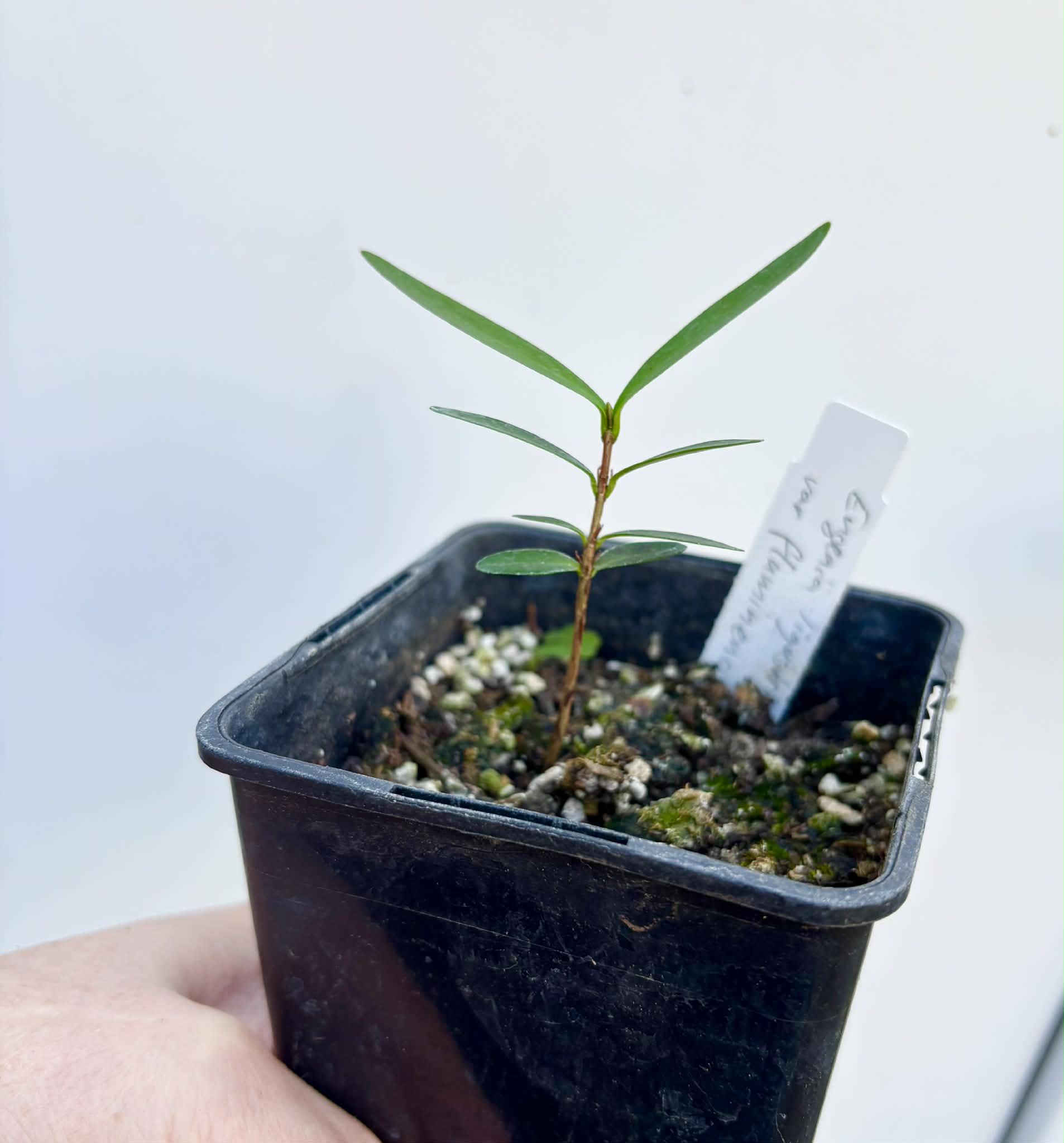 Eugenia ligustrina var. fluminensis - 1 potted seedling / 1 getopfter Sämling