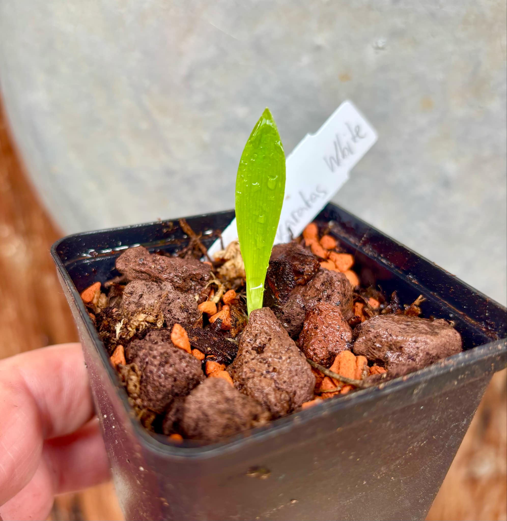 Pinuela blanco (Bromelia karatas) - white variety  -  1 small potted seedling / 1 kleiner, getopfter Sämling