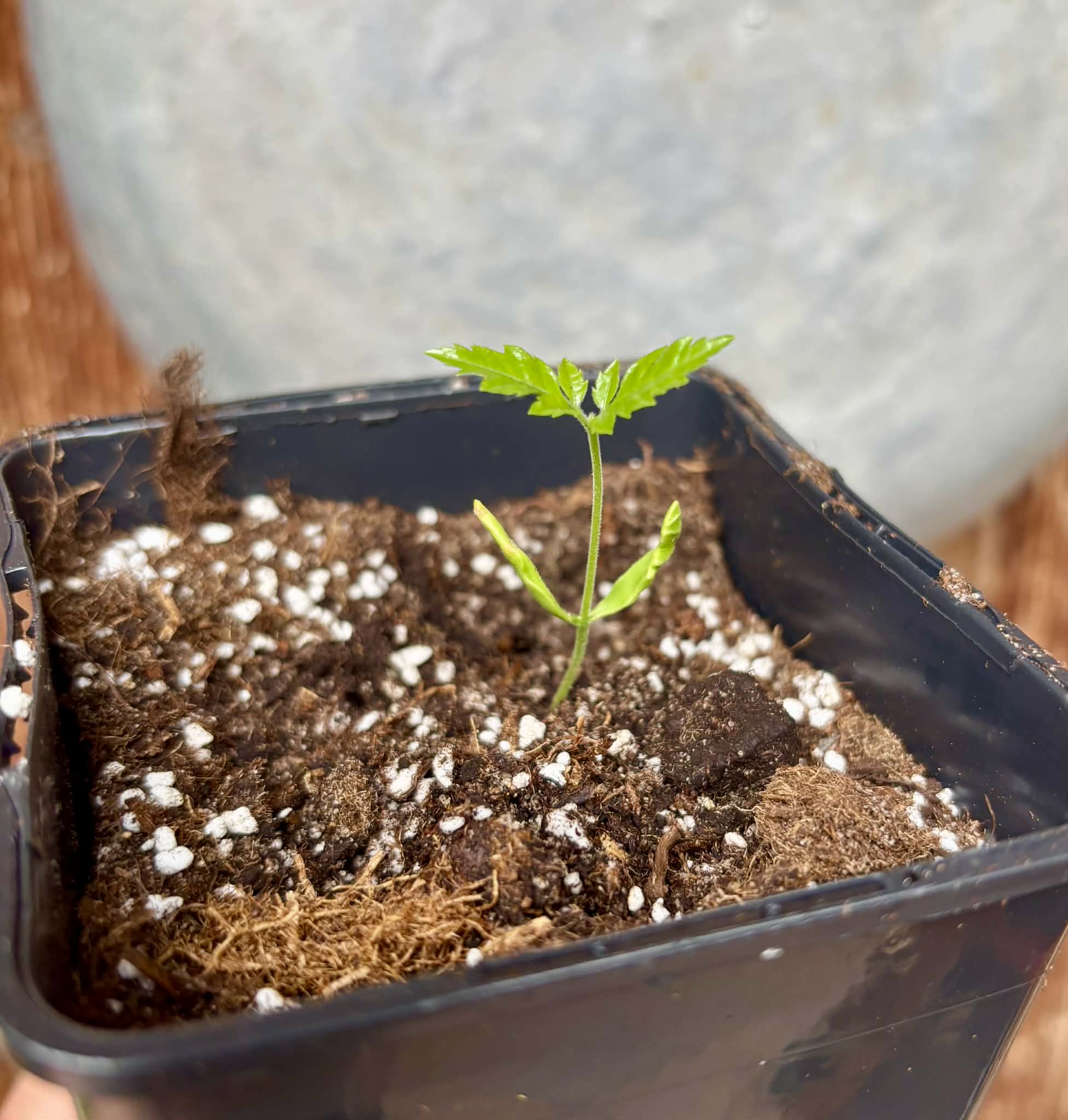 Allophylus edulis - Chal-Chal / Fruta de Pomba - 1 potted seedling / 1 getopfter Sämling