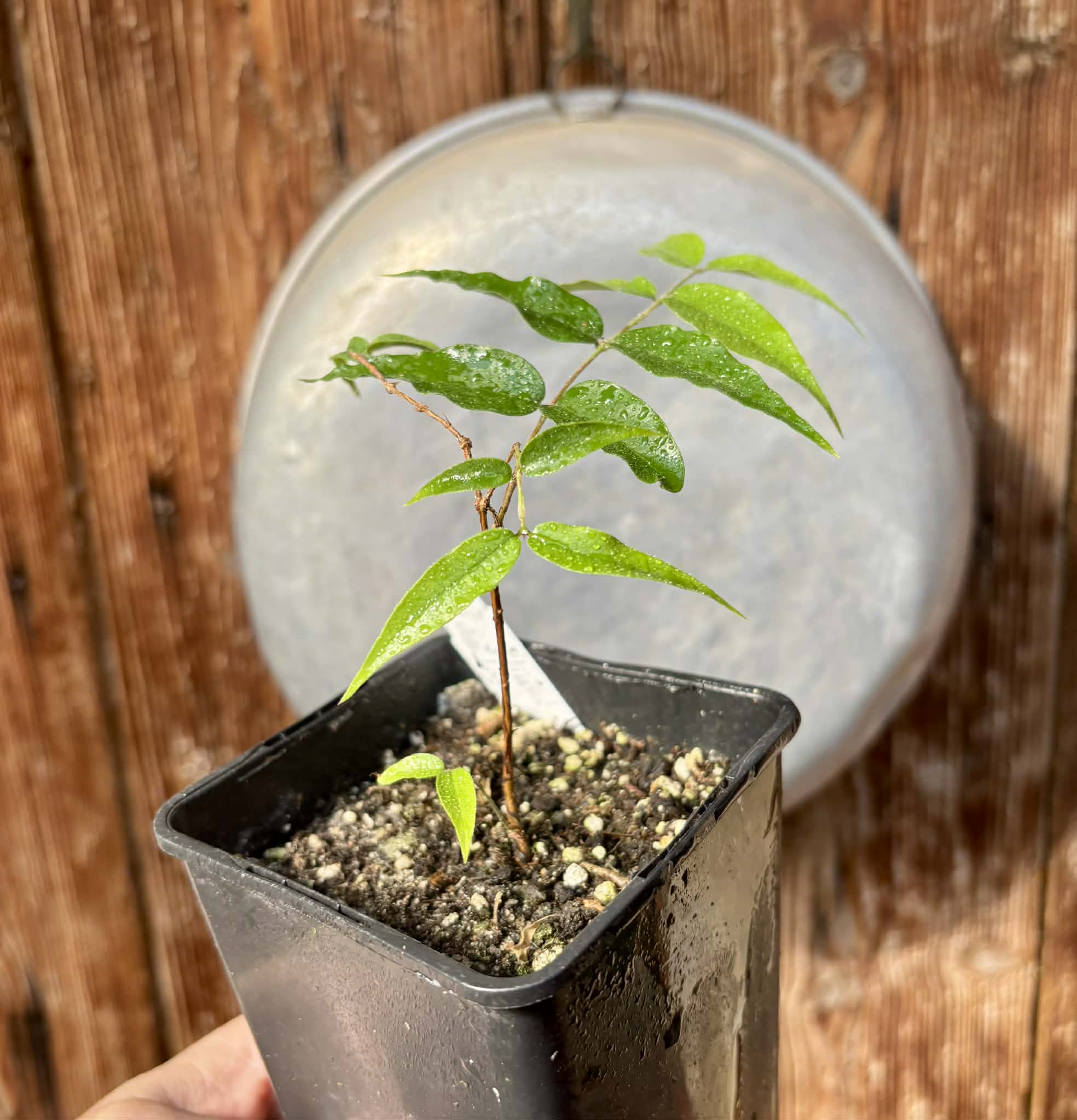 Plinia sp Cabo longo Sao Joao -  1 fresh potted seedling / 1 frisch getopfter Sämling