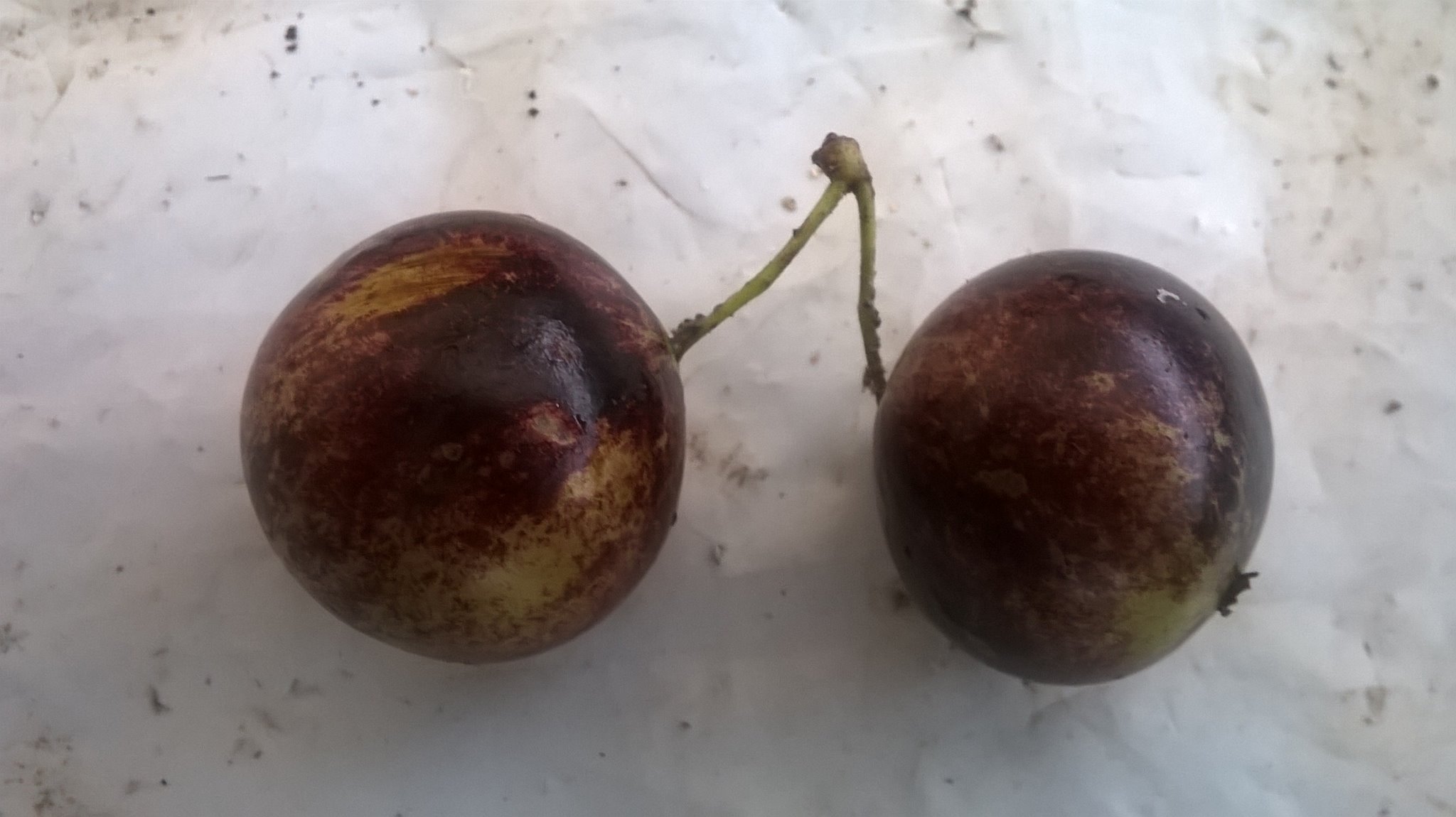 8+ years old - Jaboticaba Cafe Rajada (Plinia trunciflora var Cafe Rajada) - 1 potted plant / 1 getopfte Pflanze