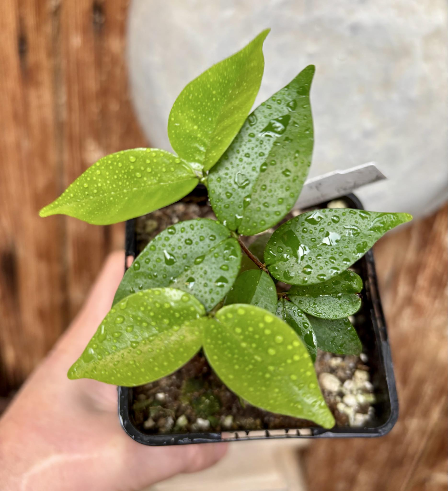 Eugenia sp Amarela Redonda - 1 potted seedling / 1 getopfter Sämling