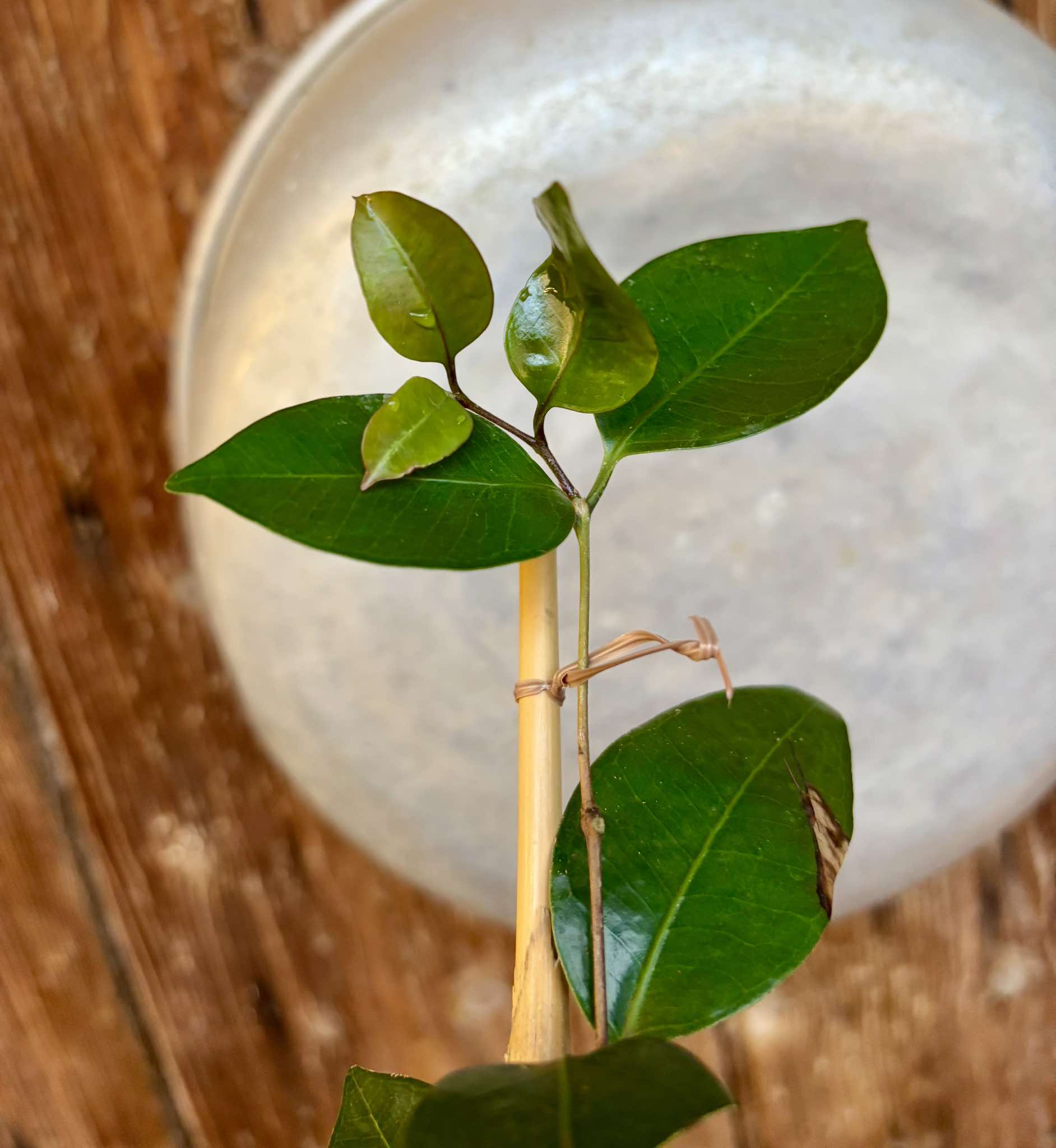 Eugenia copacabanensis - 1 potted plant / 1 getopfte Pflanze Eugenia copacabanensis - 1 potted plant / 1 getopfte Pflanze