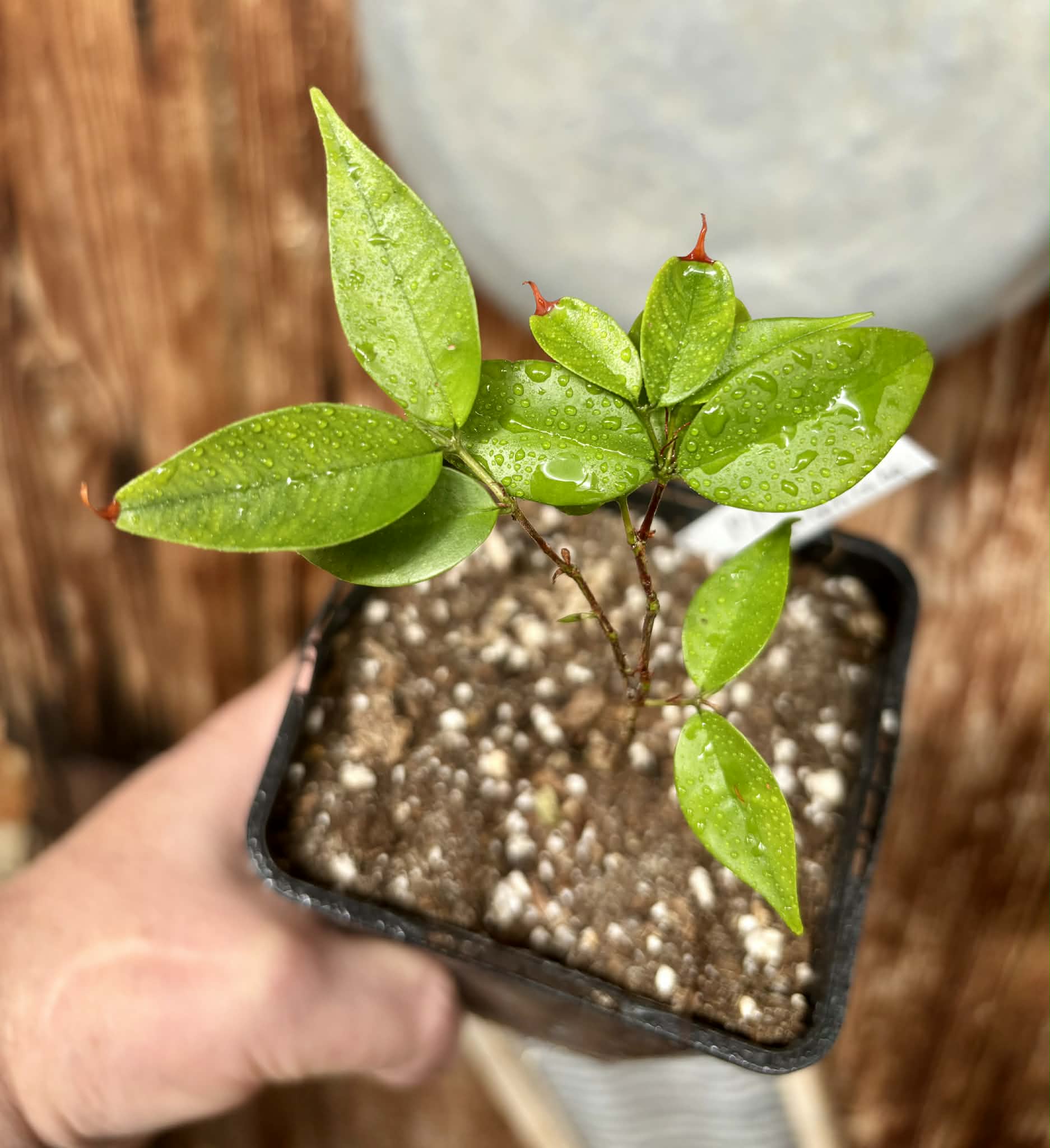 Myrciaria sp Jaboticaba - 1 potted plant / 1 getopfte Pflanze