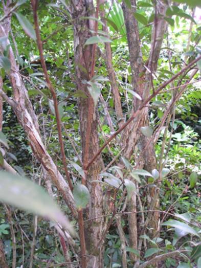 Pre Order - Eugenia stigmatosa -  1 fresh seed / 1 frischer Samen