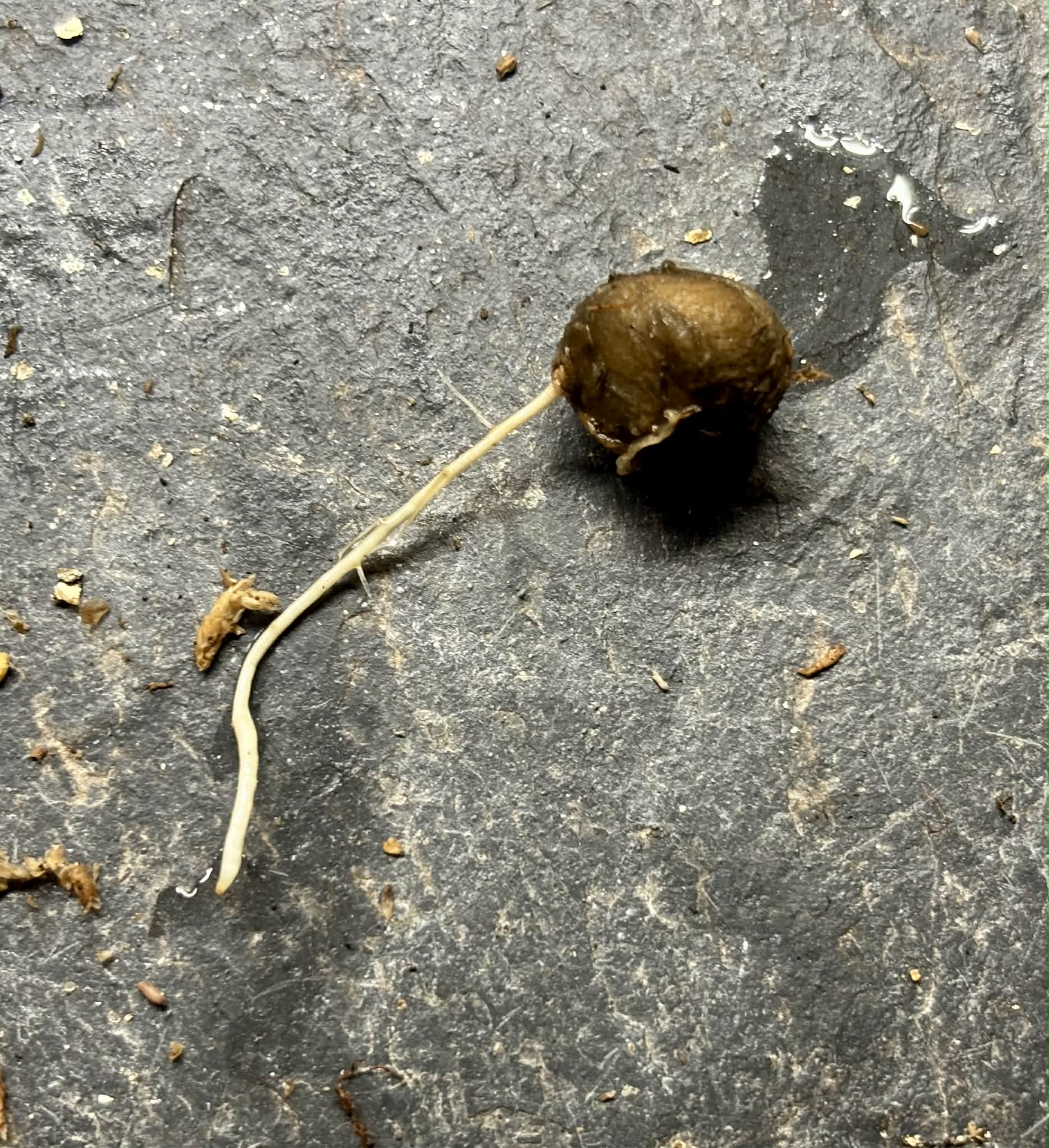 Eugenia selloi - Pitangatuba -  1 germinated seed / 1 gekeimter Samen