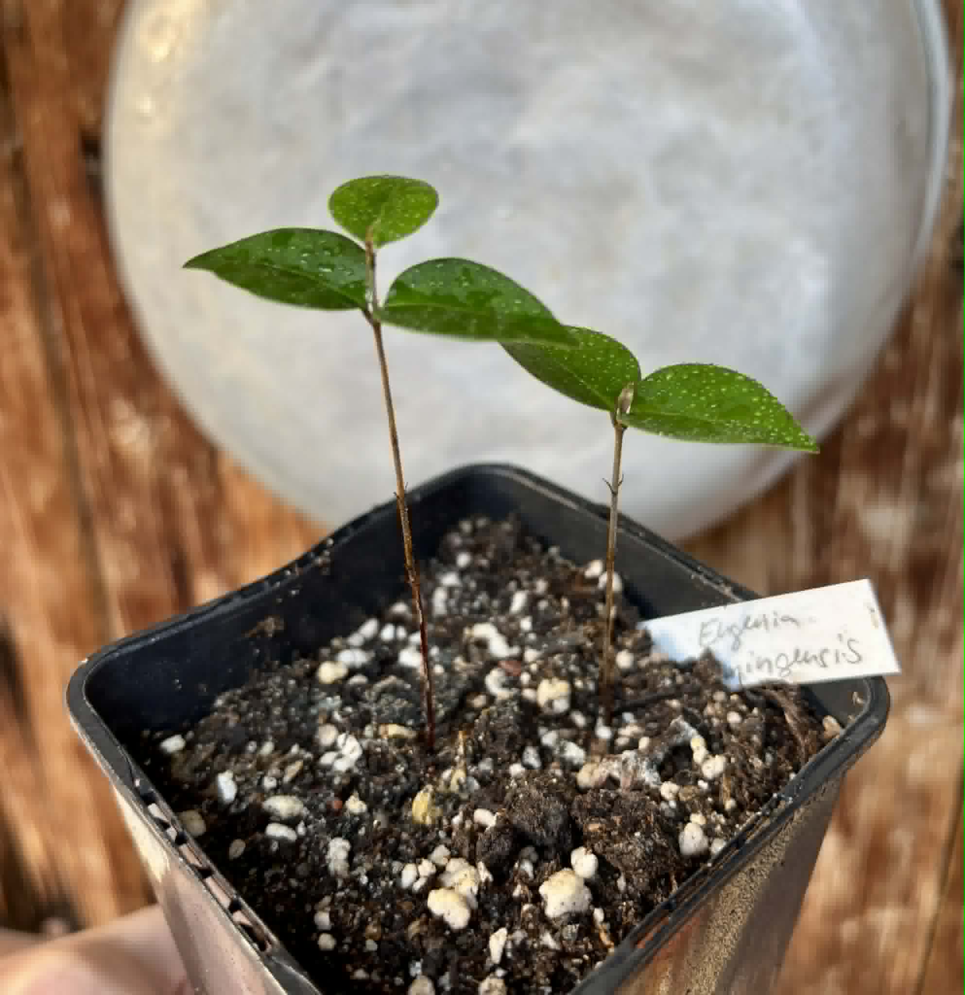 2 in 1 pot - Eugenia flamingensis - 2 potted seedlings in one pot / 2 getopfte Sämlinge in einem Topf