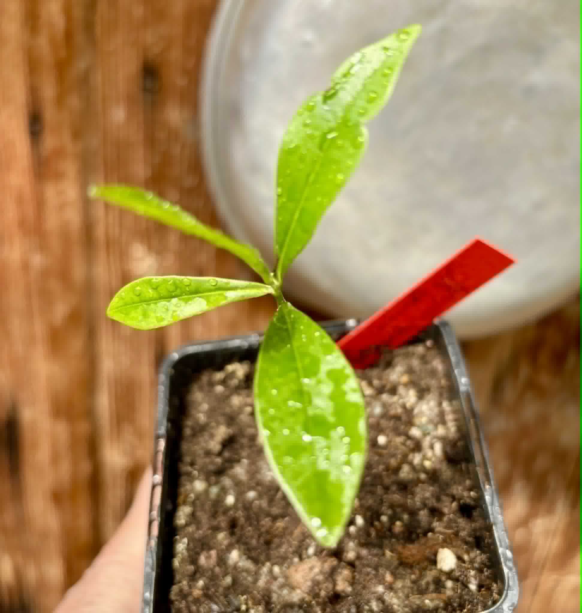 Duguetia aff. lanceolata - Pindauva Roxa -   1 potted plant / 1 getopfte Pflanze