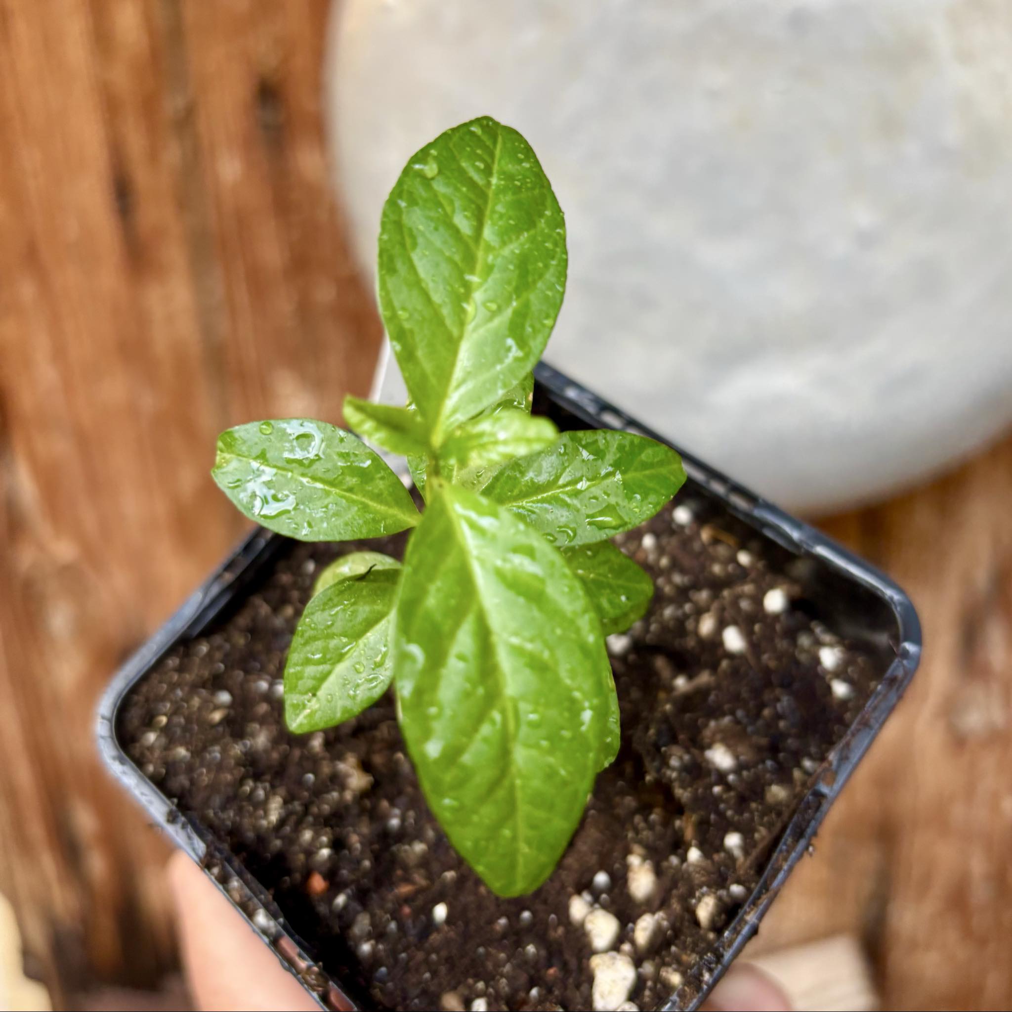 Psidium guajava - Peach - 1 potted plant / 1 getopfte Pflanze