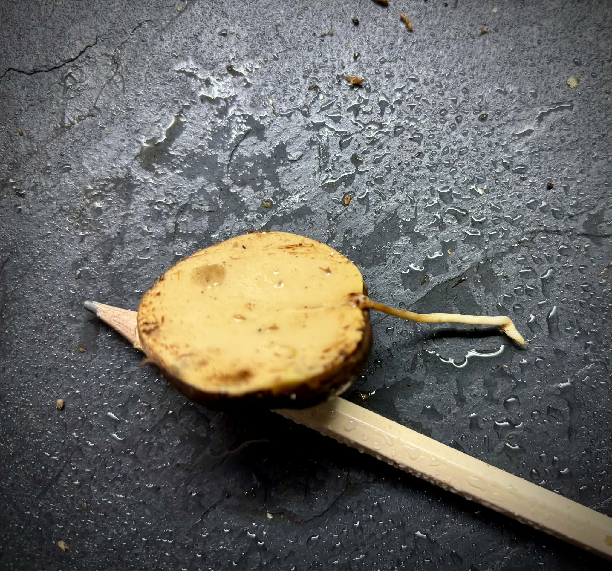 Plinia sp Sedutora -  1 germinated seed / 1 gekeimter Samen