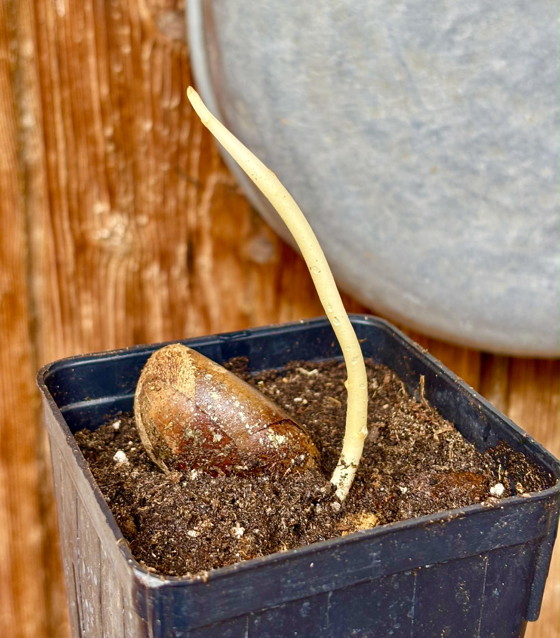 Pouteria aff. macrocarpa - 1 potted seedling / 1 getopfter Sämling