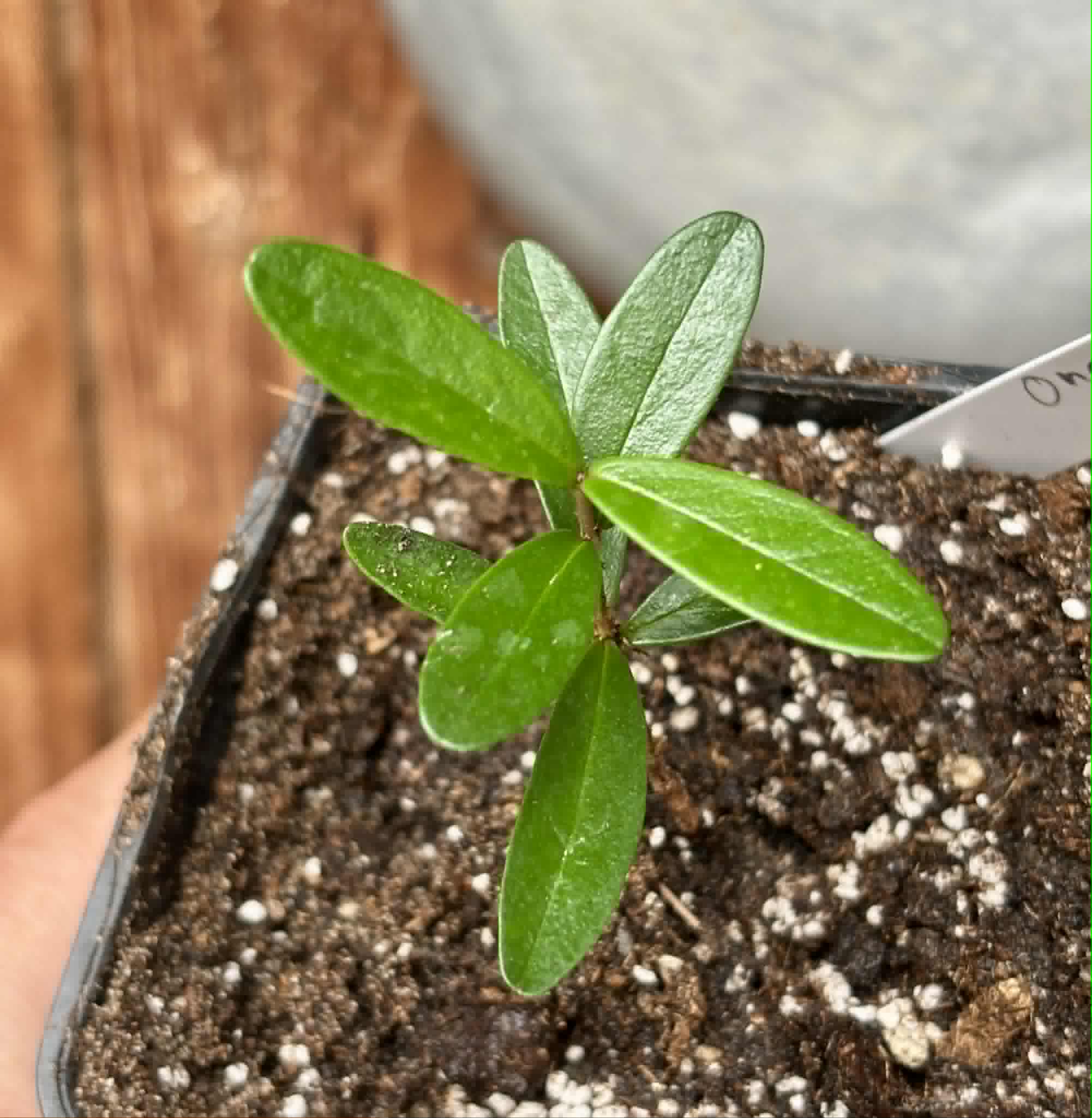 CEREJINHA DE JAGUARIÚNA - Eugenia punicifolia var. Oncas Doce - 1 potted plant / 1 getopfte Pflanze