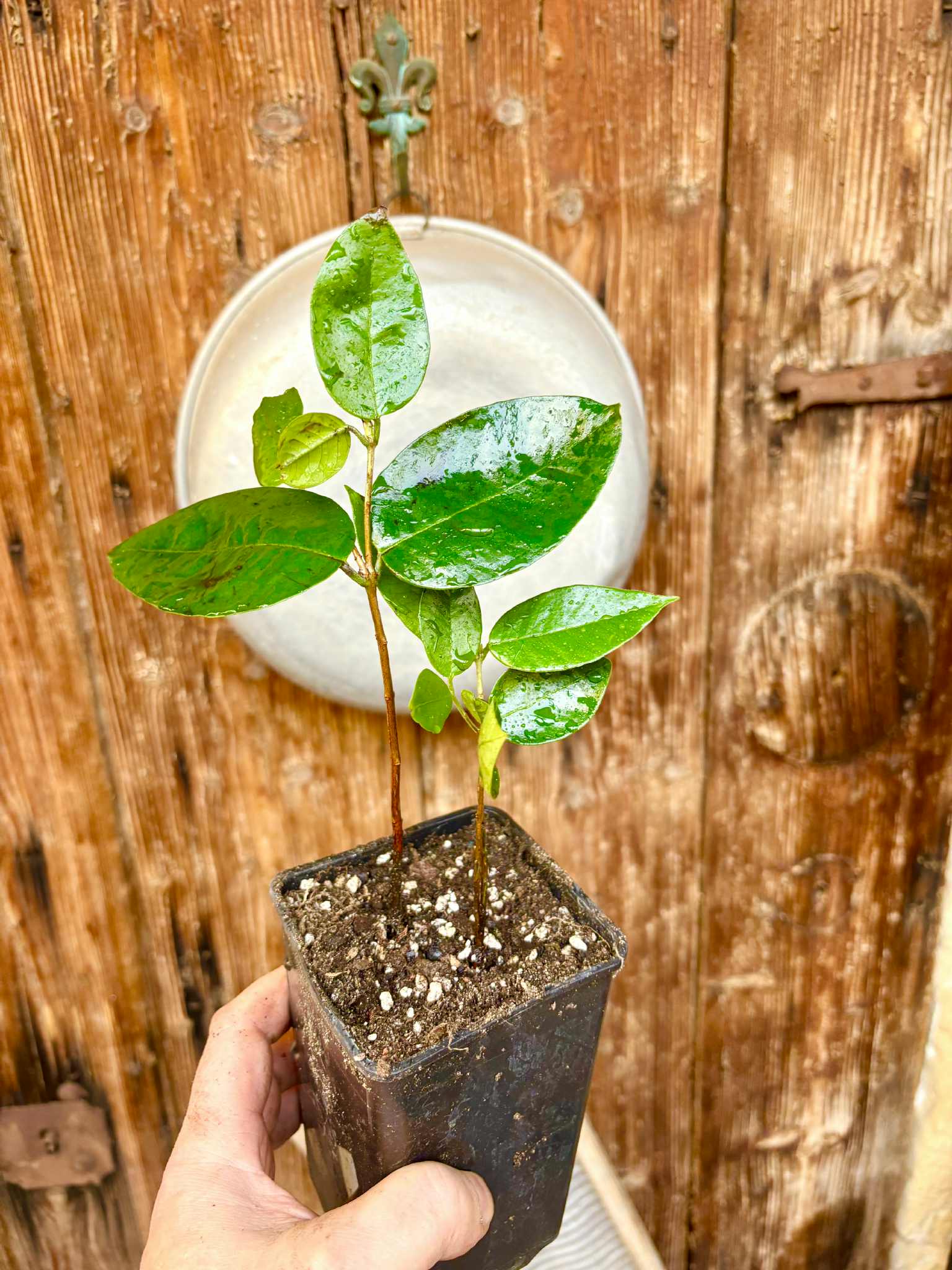 Cambuca (Plinia edulis) - 1 potted plant / 1 getopfte Pflanze