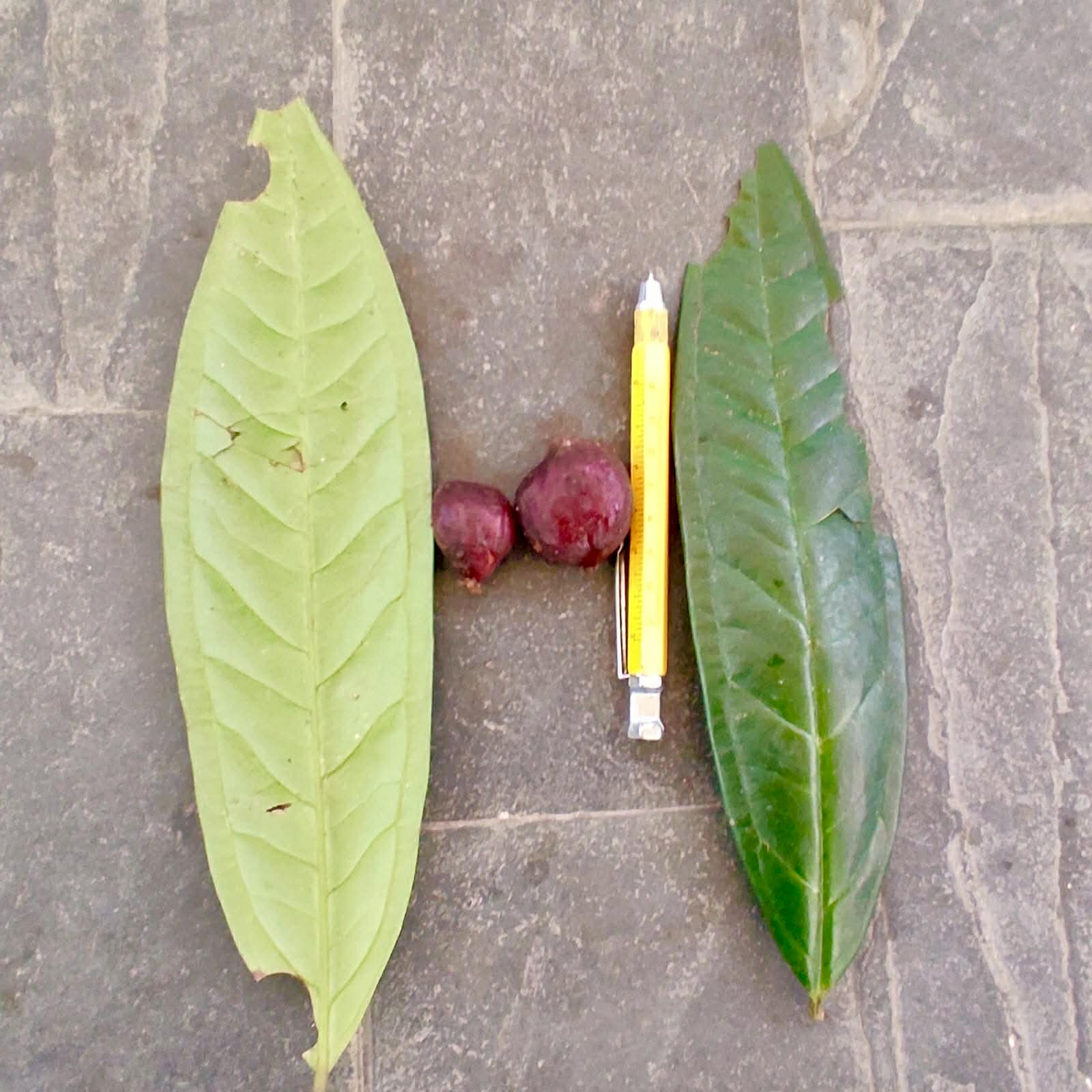 Pre Order - Plinia spiciflora -  1 fresh seed / 1 frischer Samen