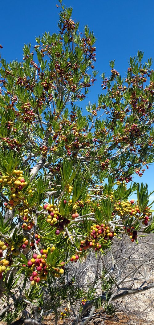 Lollipop Tree (Forchhammeria watsonii) - 1 fresh seed / 1 frischer Samen